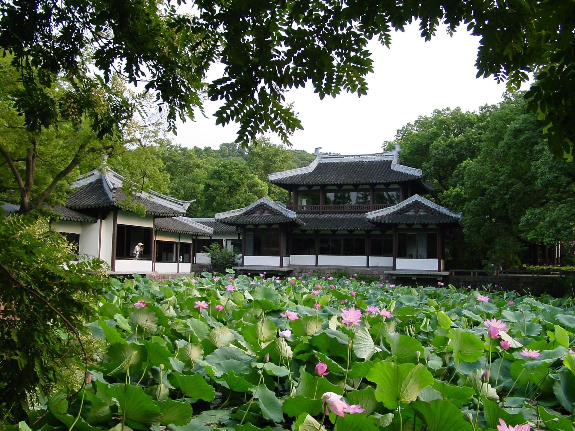 Quyuan Fenghe (Lotus in the Breeze)