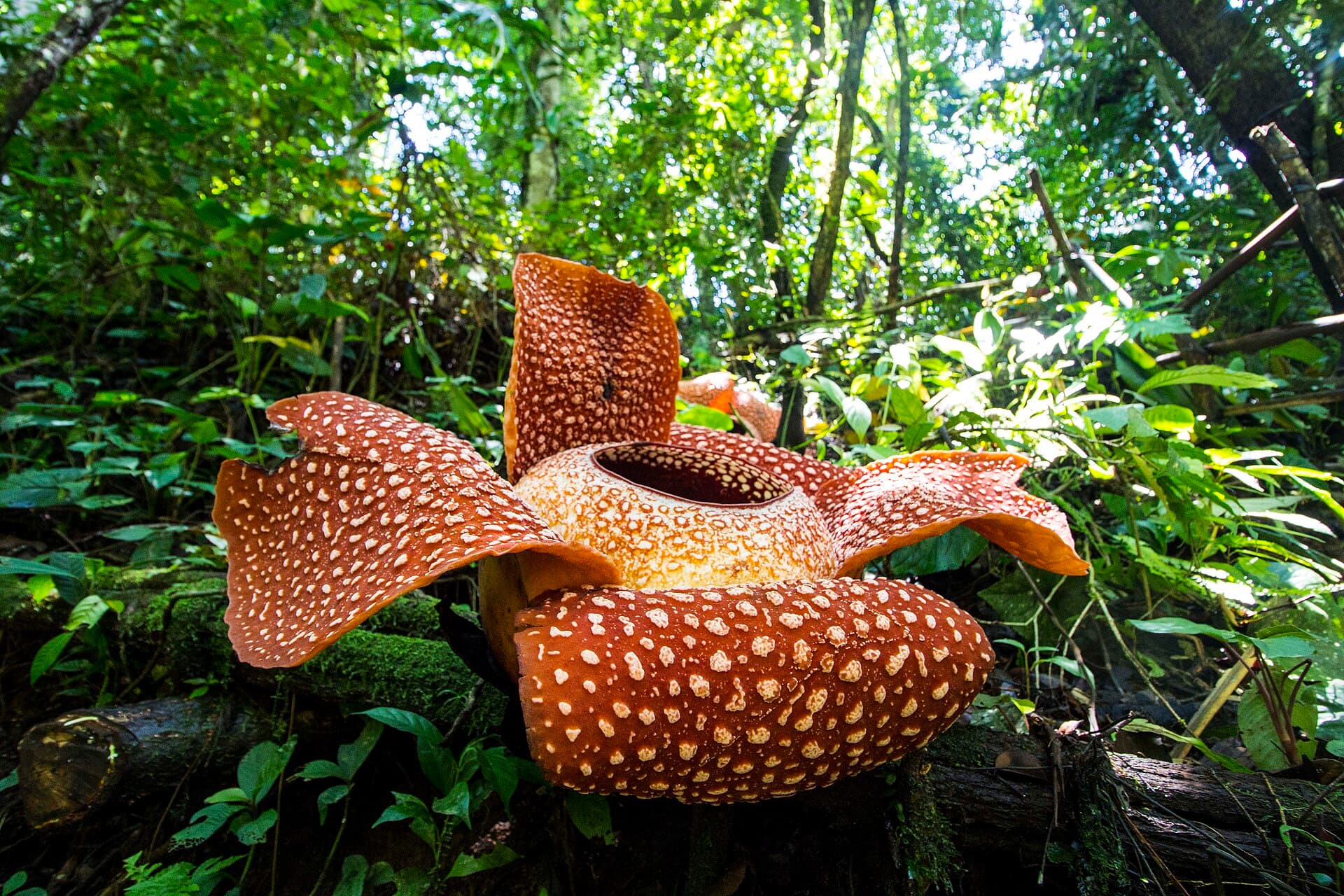Rafflesia arnoldii in Bengkulu