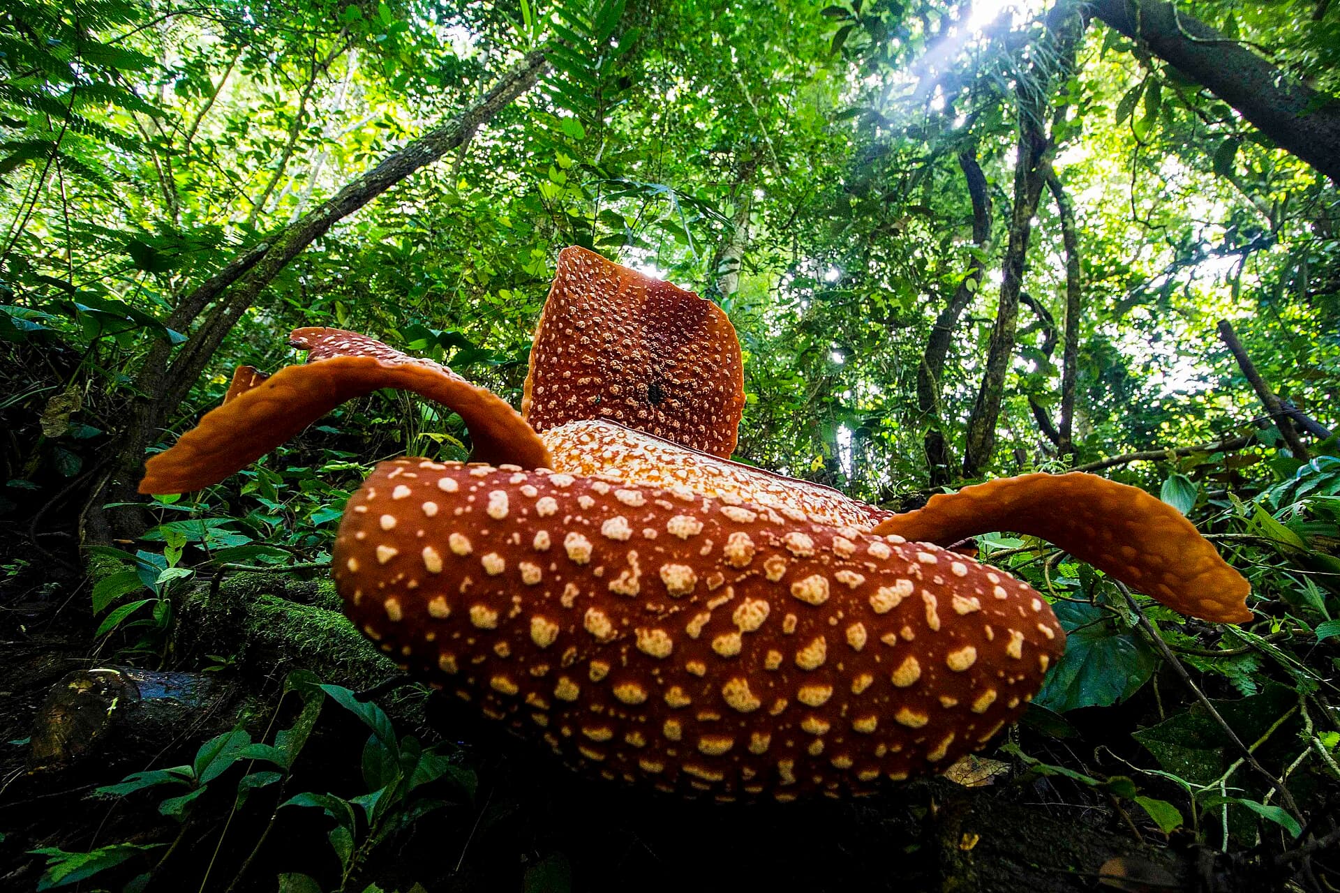 Rafflesia arnoldii in Bengkulu