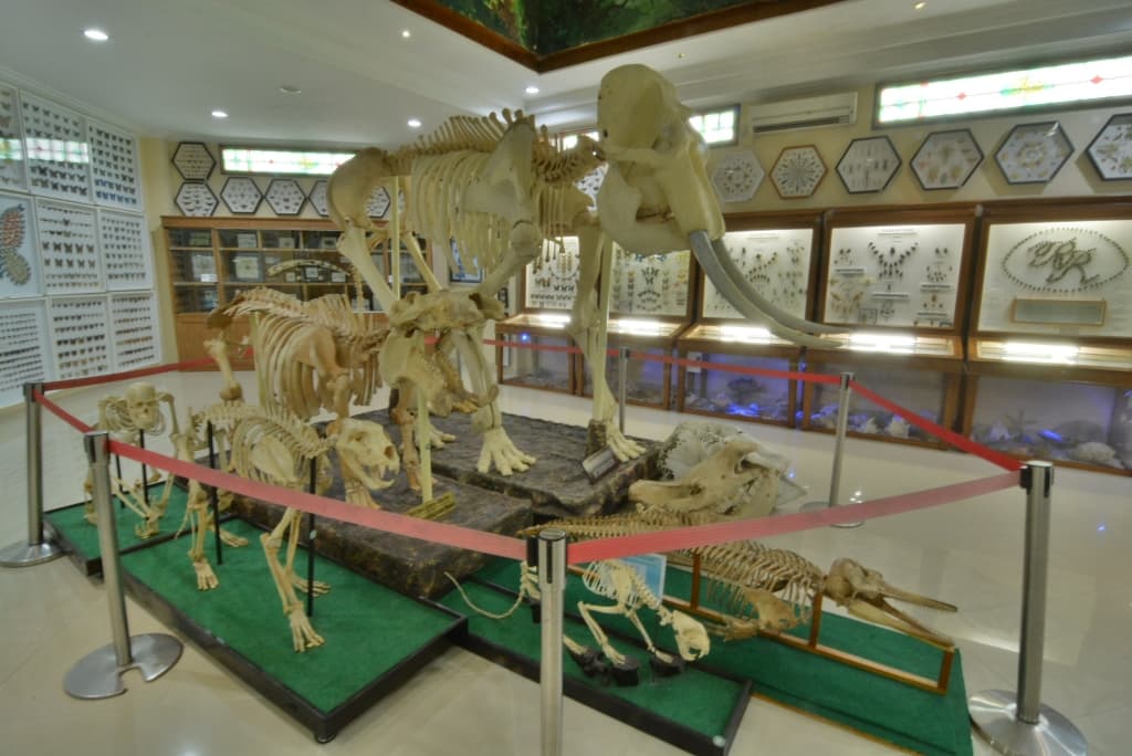 Rahmat International Wildlife Museum, Medan
