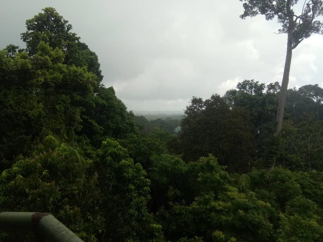 Rainforest Discovery Centre, Sepilok