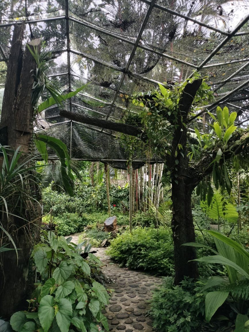 Rainforest Discovery Centre, Sepilok