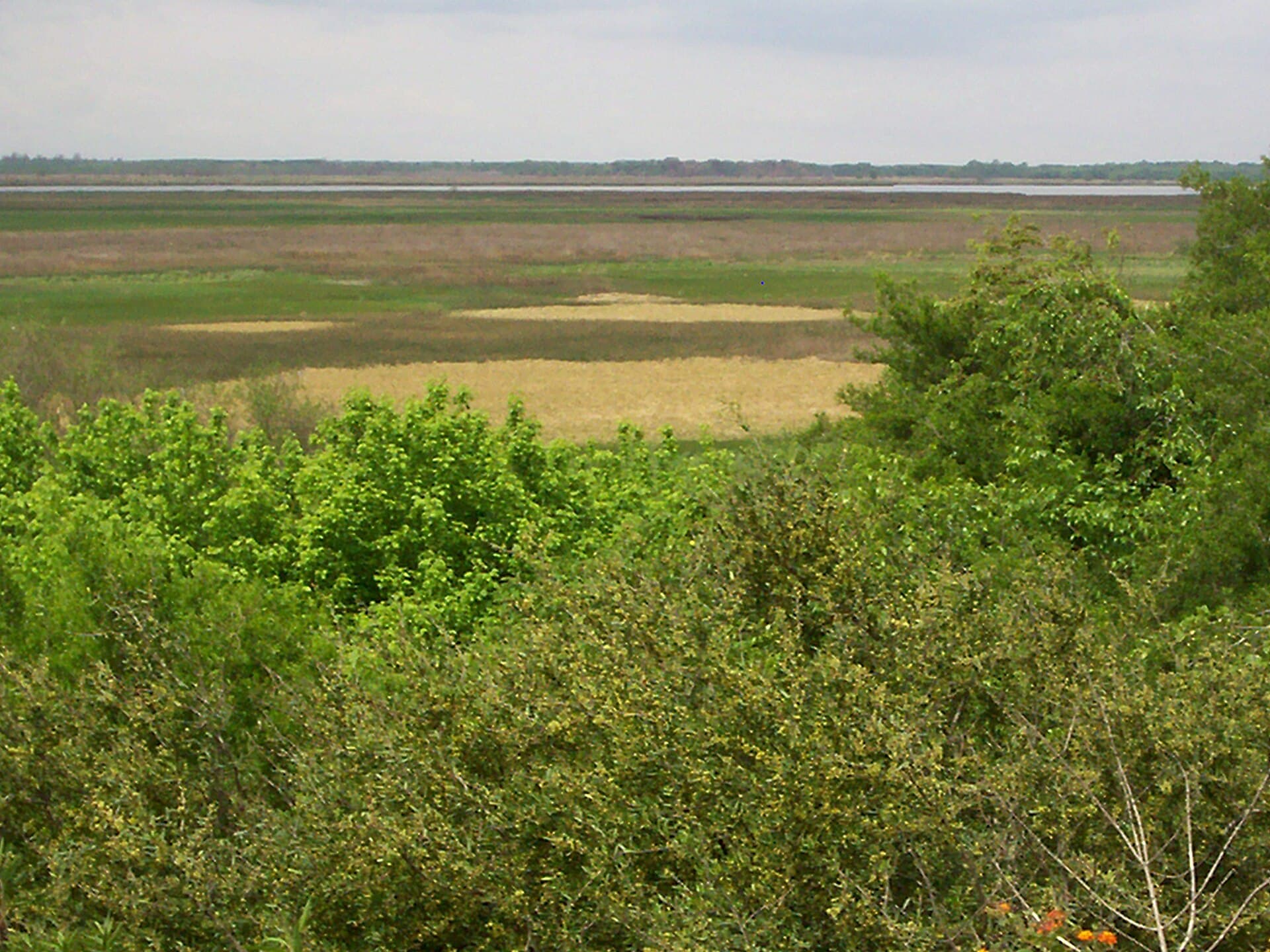 Ciervo de los Pantanos National Park (Otamendi), Buenos Aires