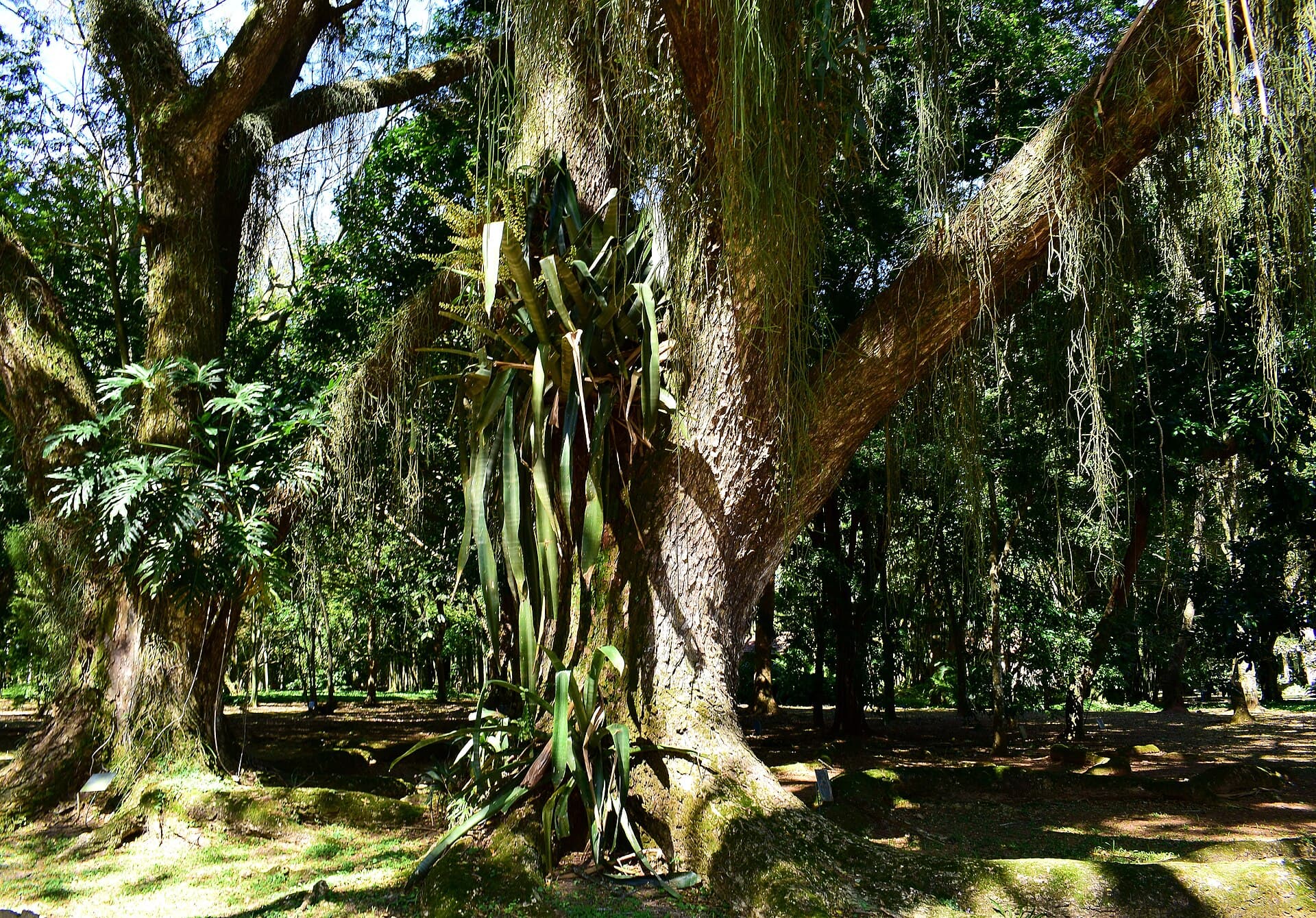 Rio de Janeiro Botanical Garden, Rio de Janeiro