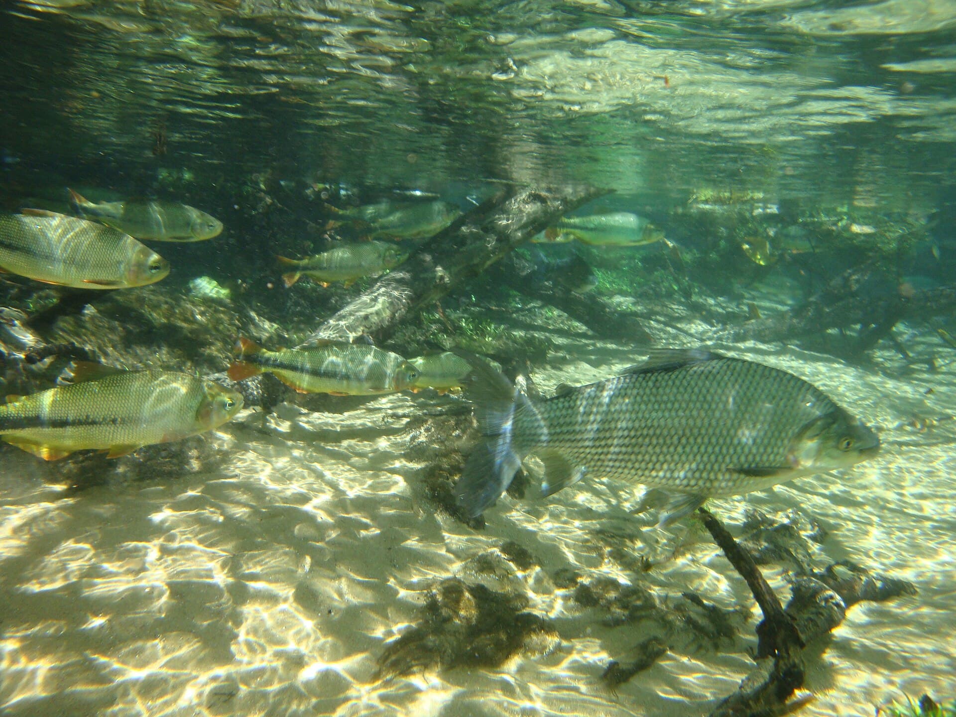 Rio da Prata Snorkel Float, Bonito
