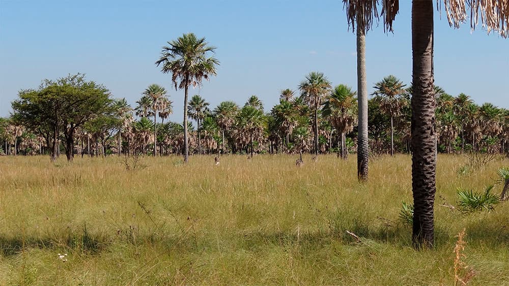 Río Pilcomayo National Park (Laguna Blanca), Formosa