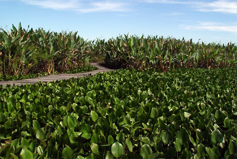 Río Pilcomayo National Park (Laguna Blanca), Formosa