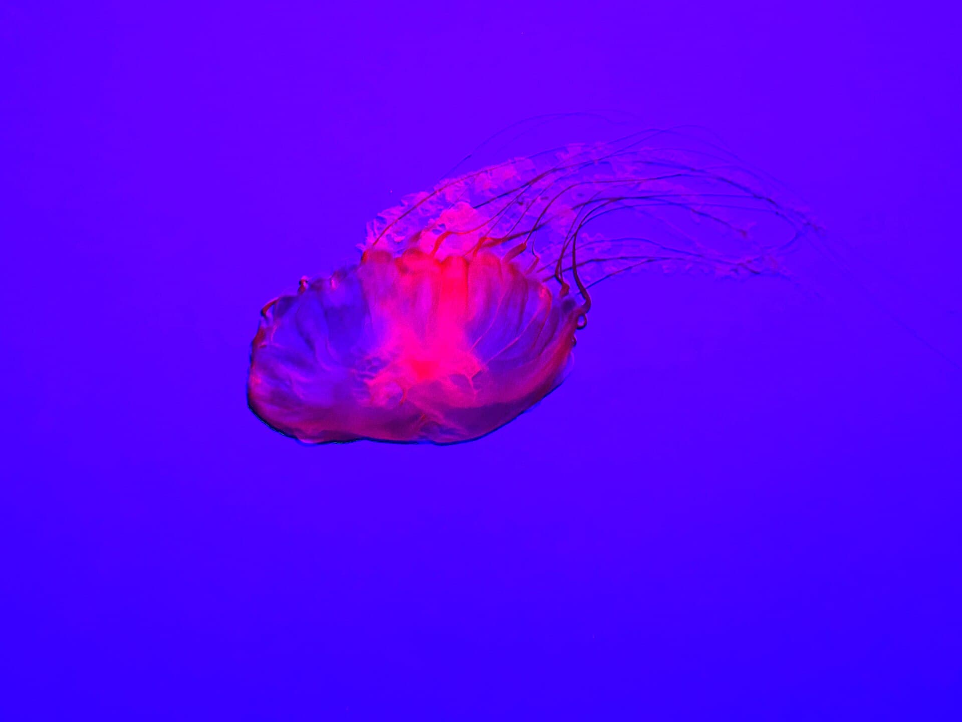 Ripley's Aquarium of Canada