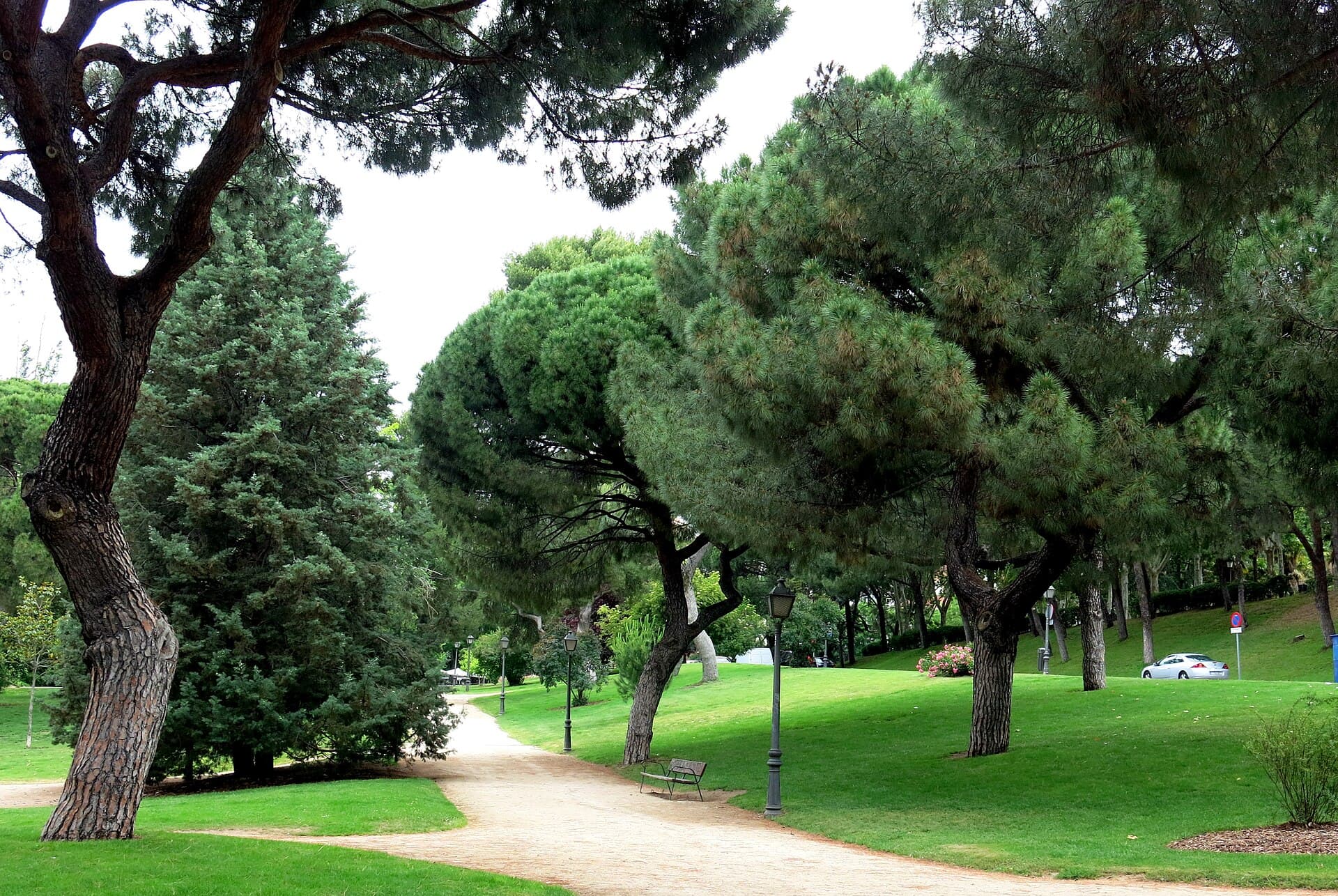 Rose Garden, Parque del Oeste, Madrid