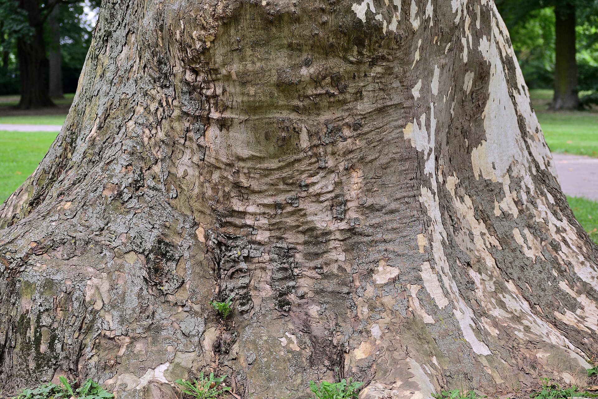 Janko Kráľ Park, Bratislava