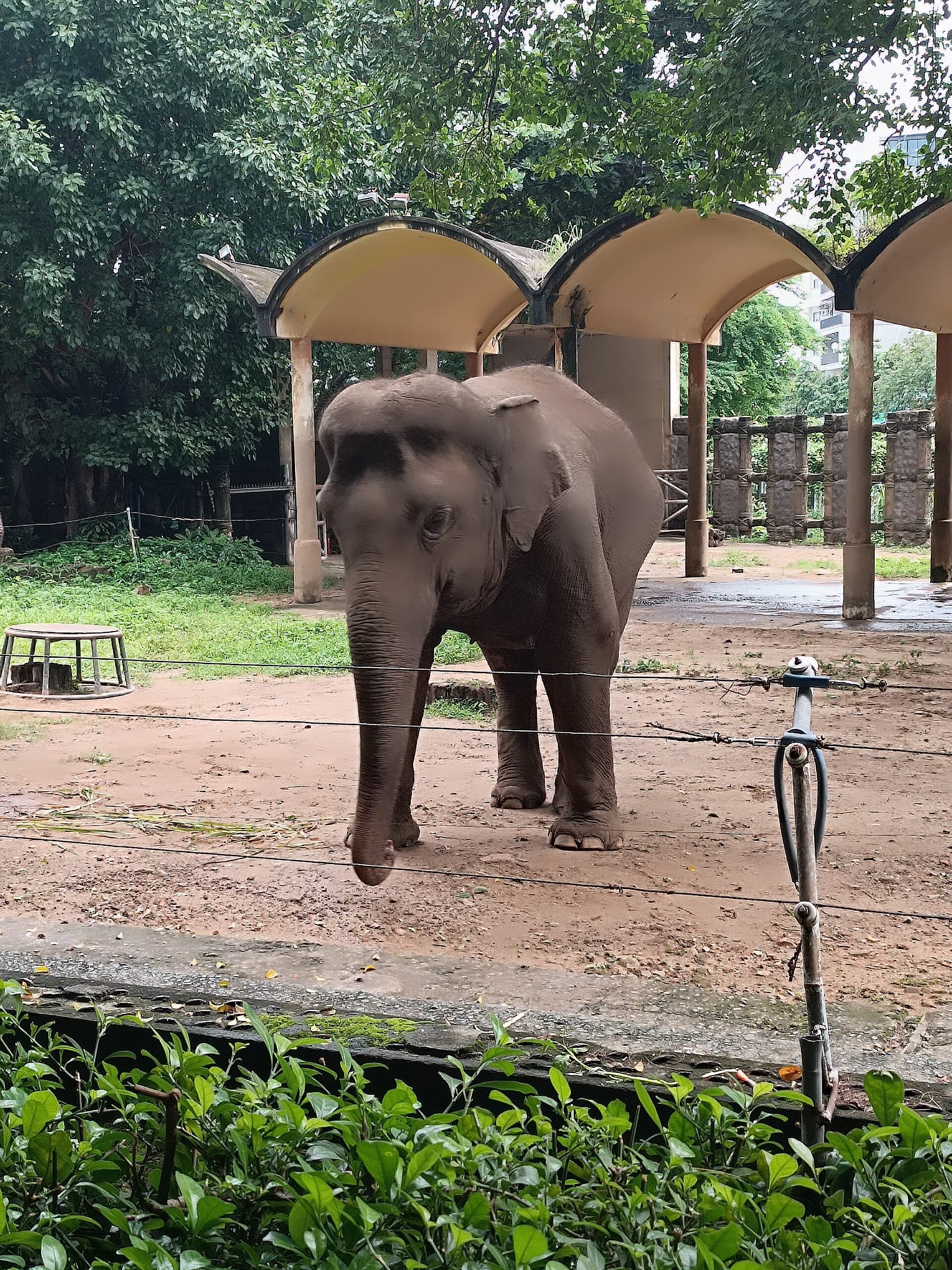 Saigon Zoo and Botanical Gardens, Ho Chi Minh City