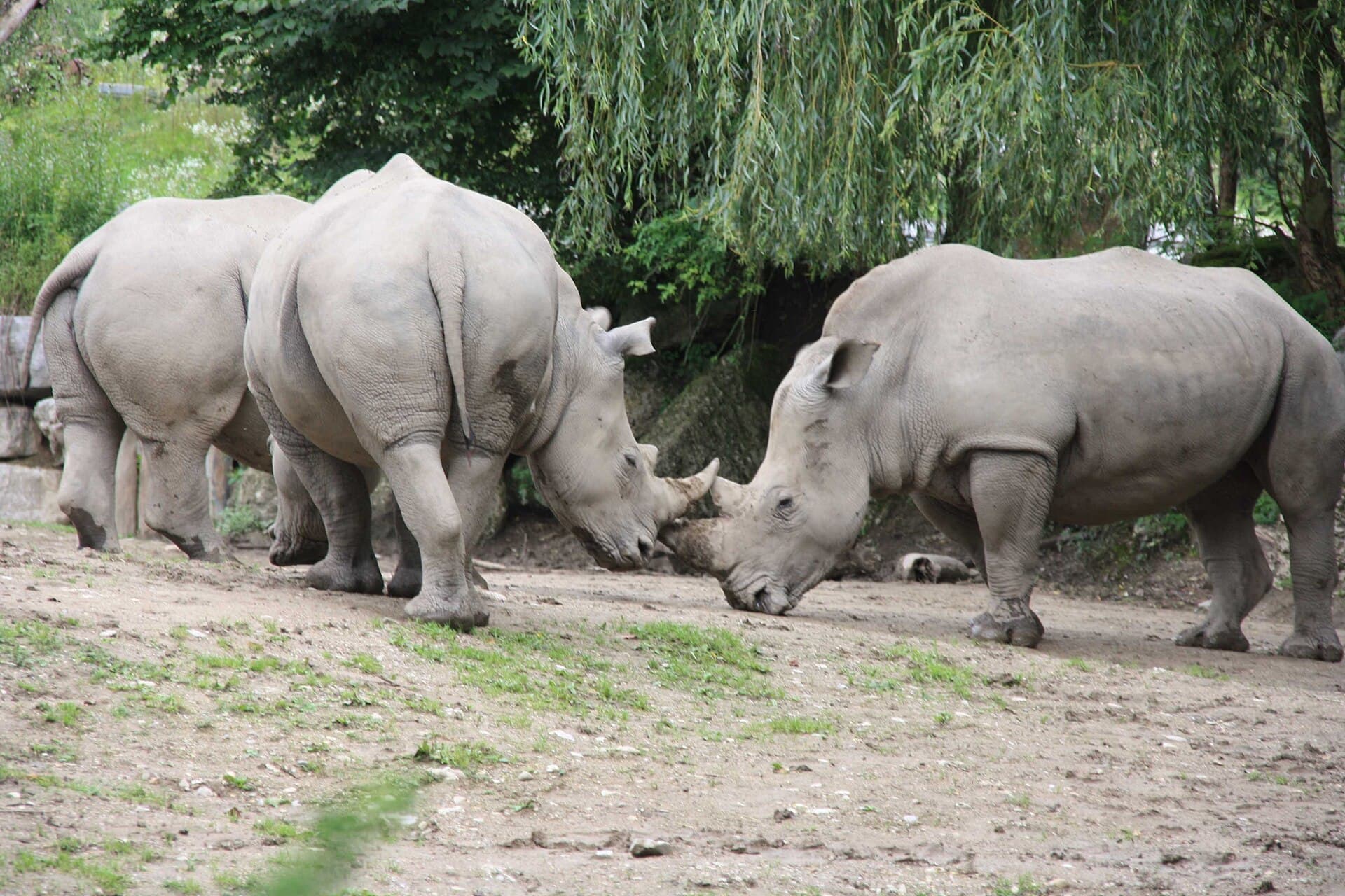 Salzburg Zoo, Salzburg