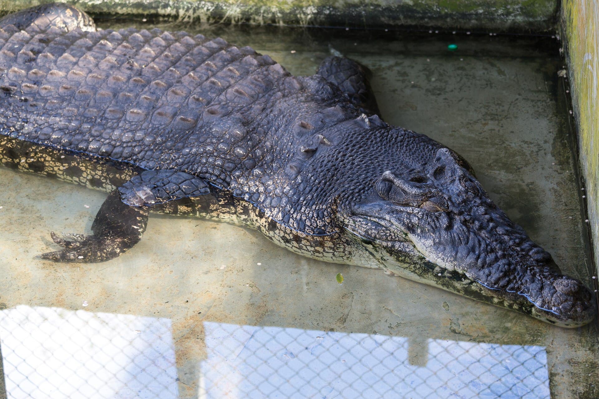 Sandakan Crocodile Farm