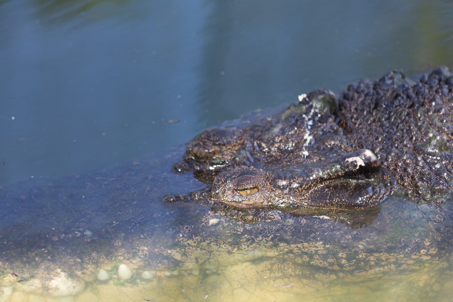 Sandakan Crocodile Farm