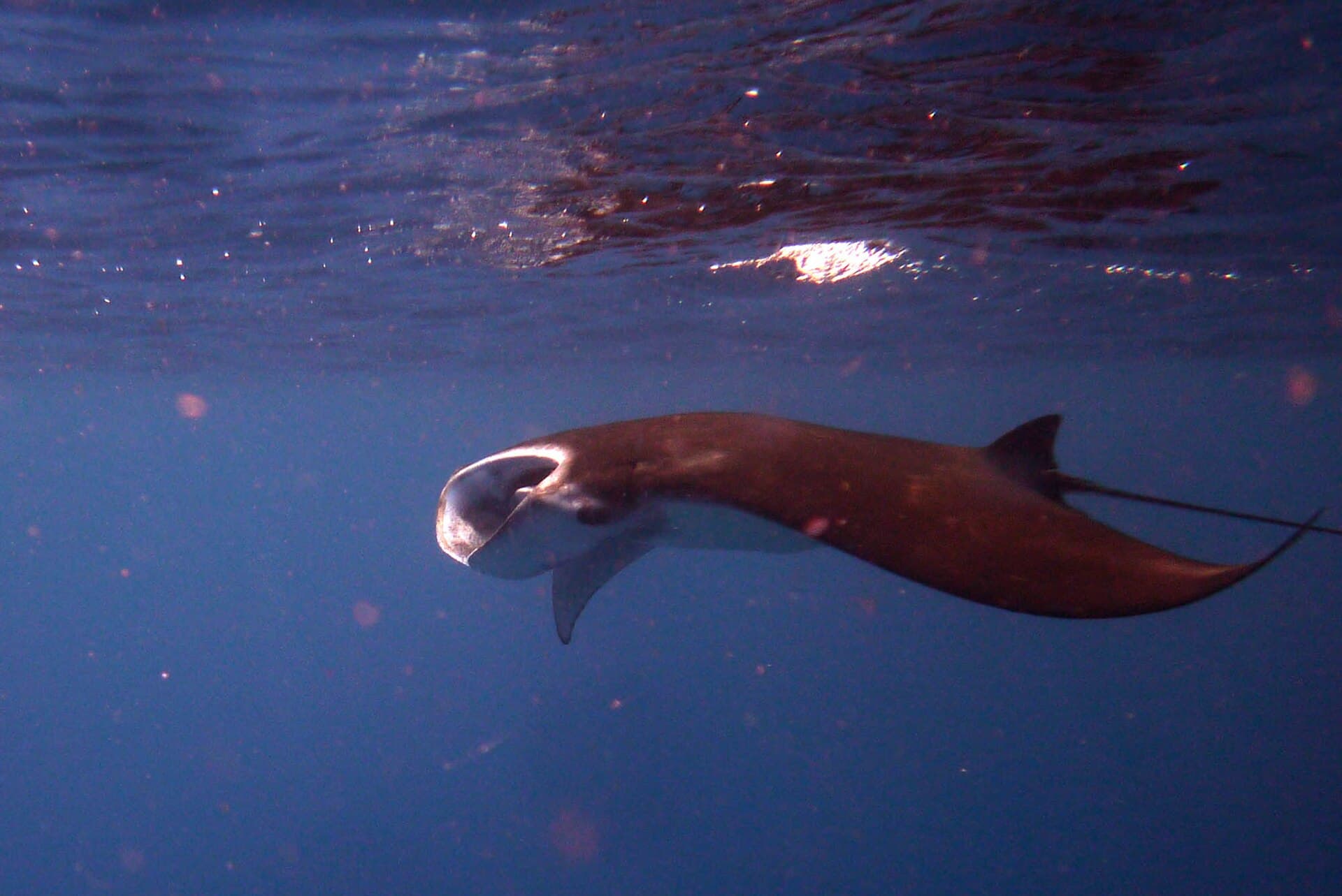 Sangalaki Island and its Manta Rays, Derawan Islands