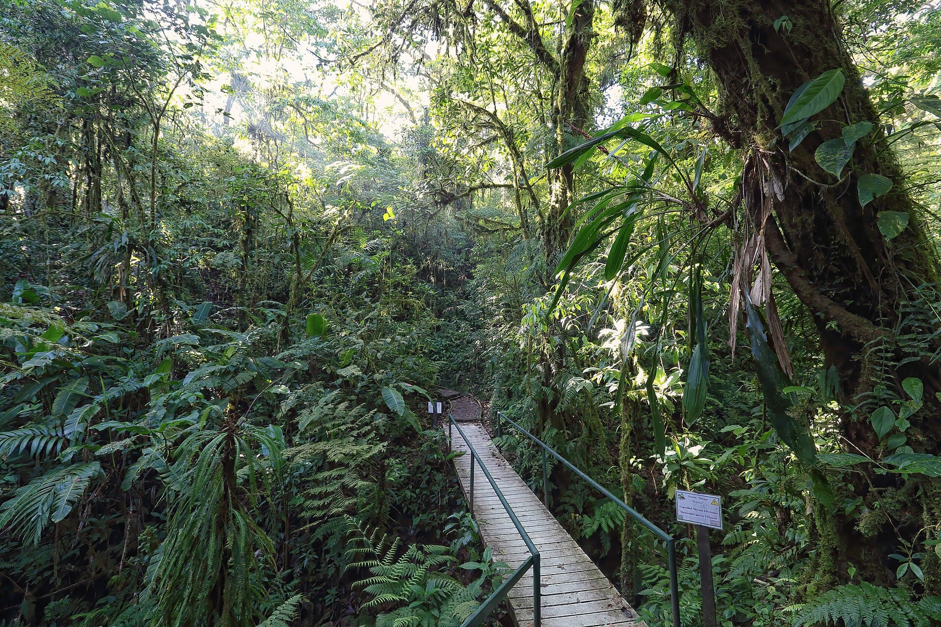 Santa Elena cloud forest reserve