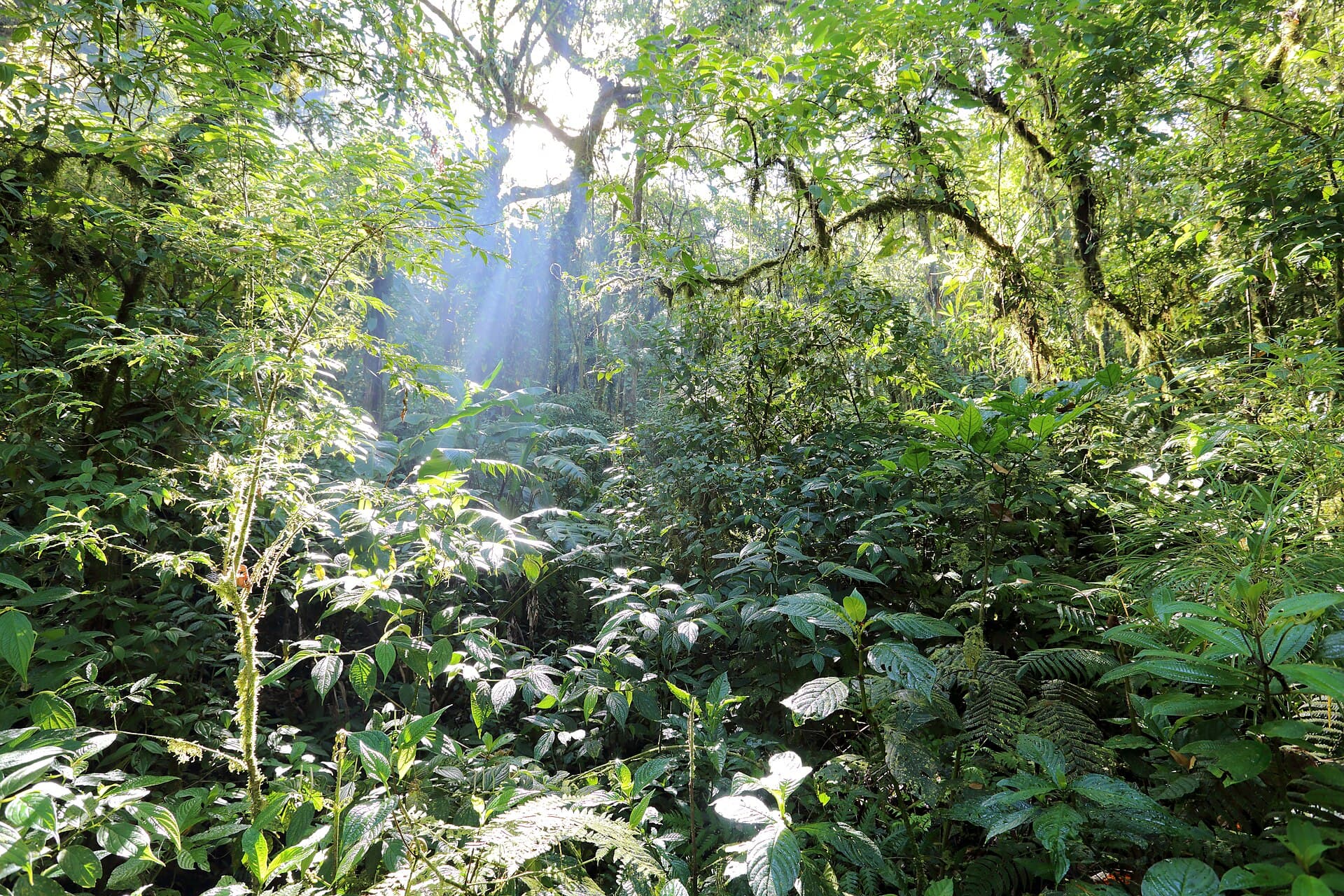 Santa Elena cloud forest reserve