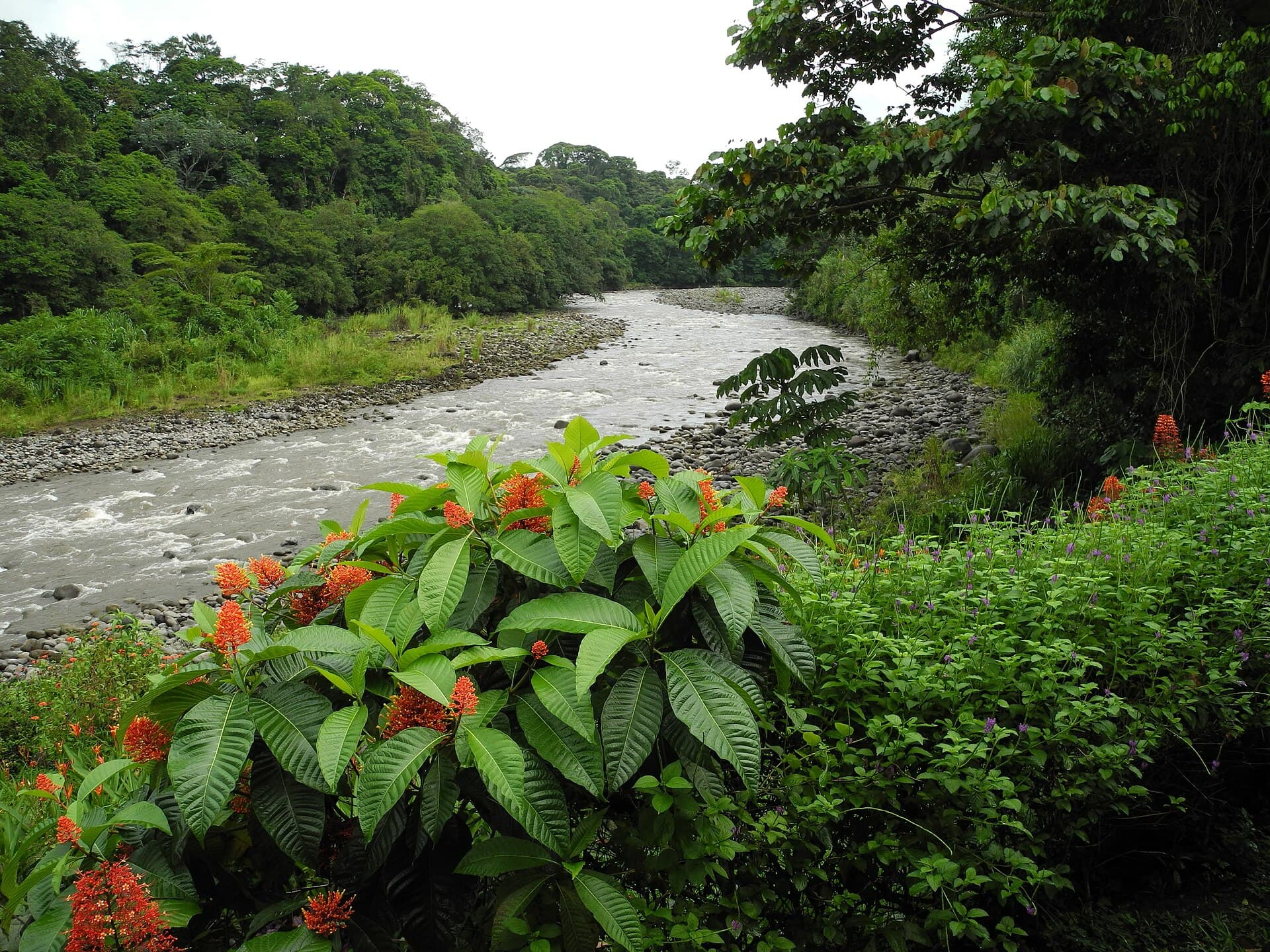 Sarapiquí River