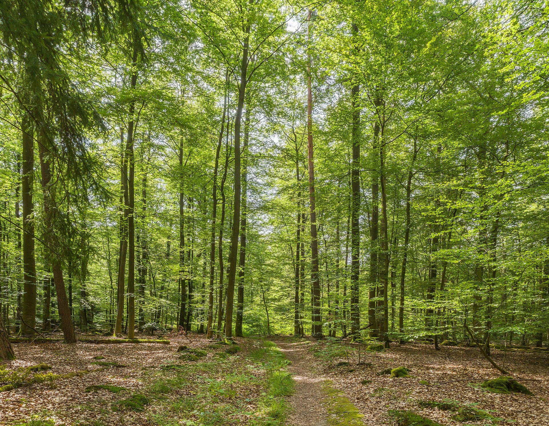The Schlangenweg, Heidelberg