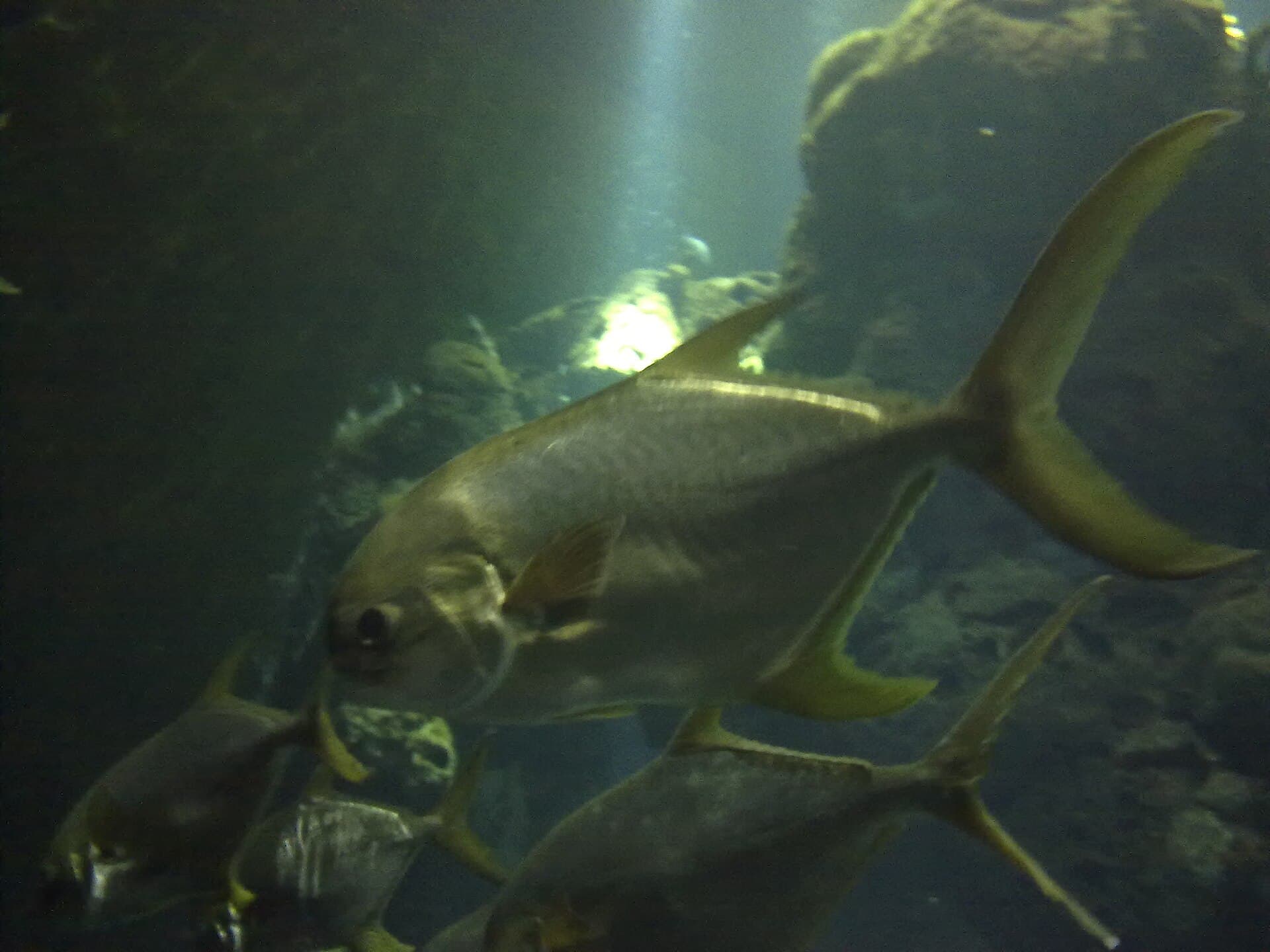 The Scientific Center