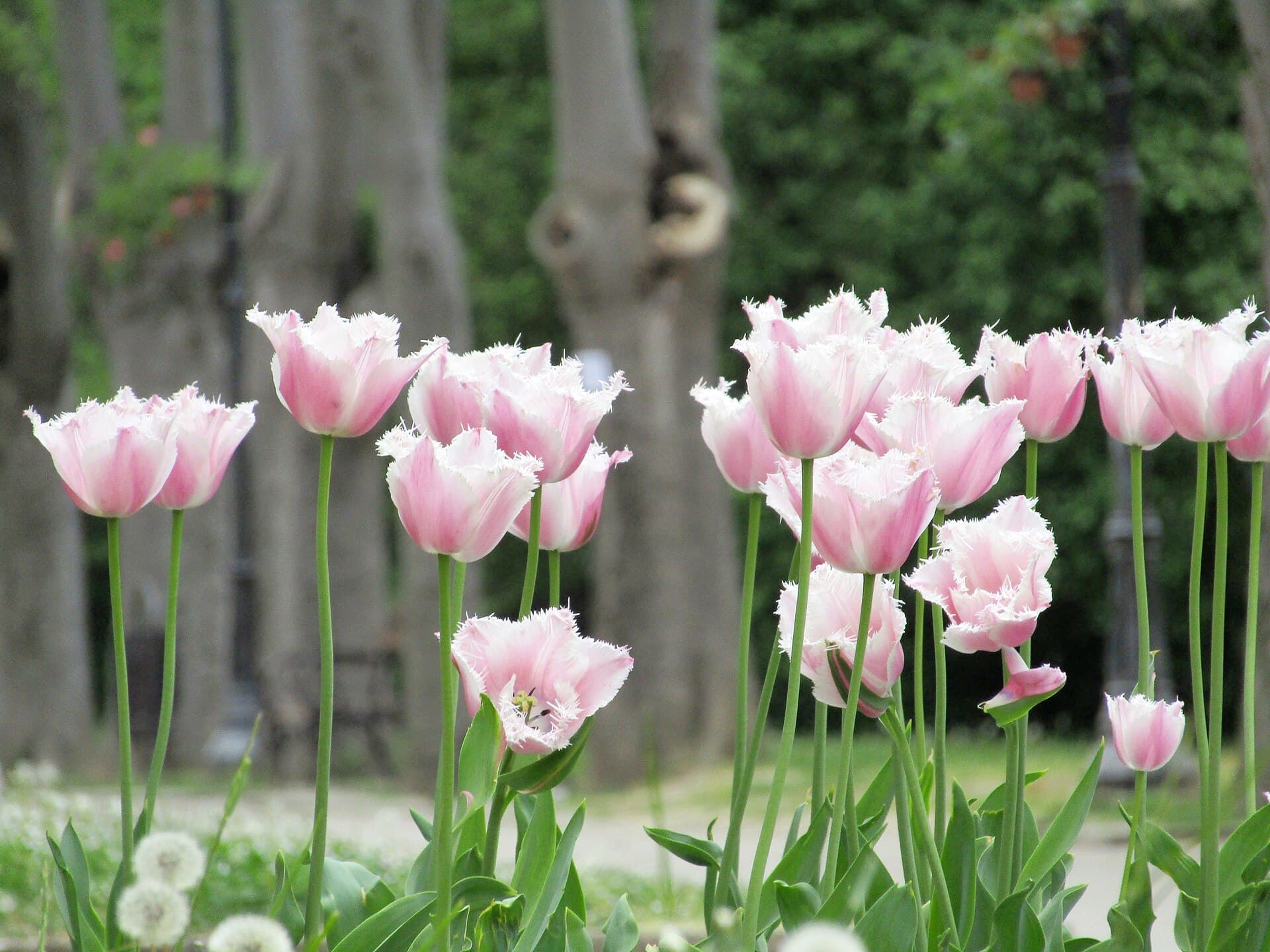 The Sea Garden, Varna
