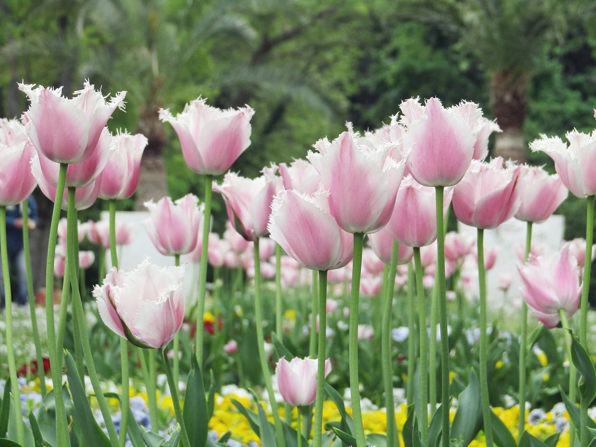 The Sea Garden, Varna