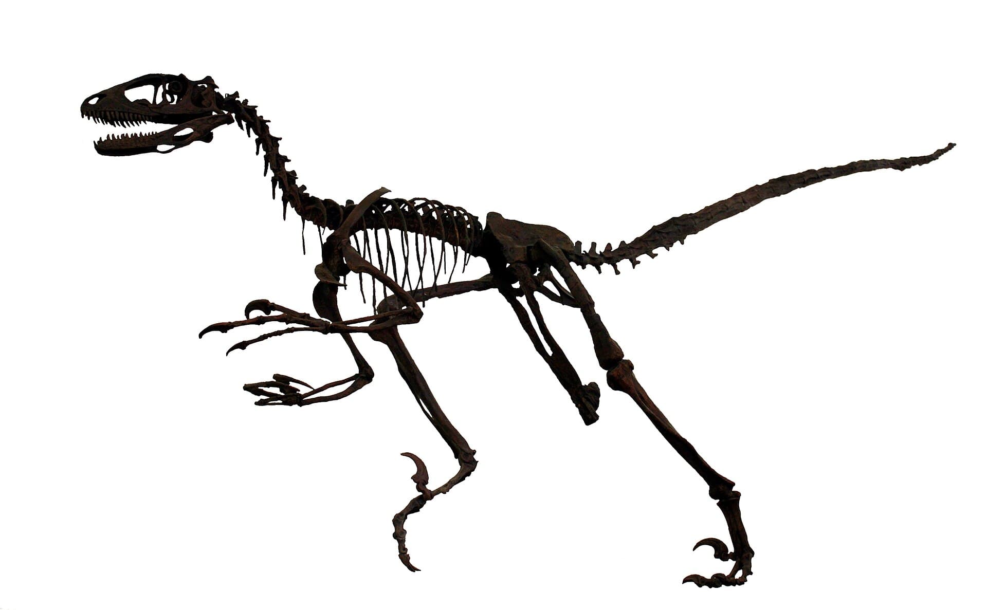 Sedgwick Museum of Earth Sciences, Cambridge