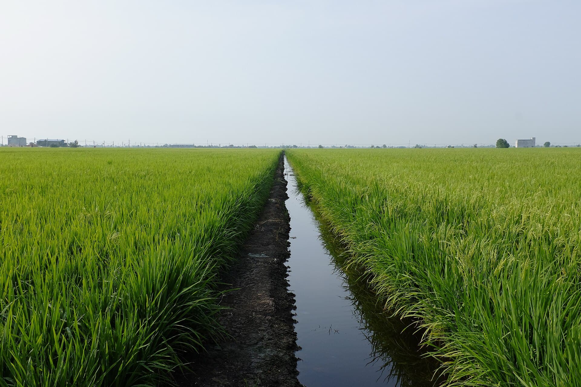 Sekinchan paddy fields