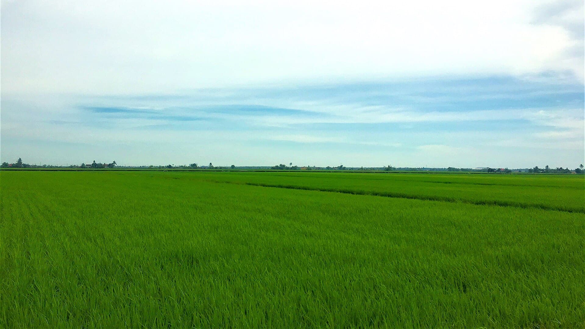 Sekinchan paddy fields