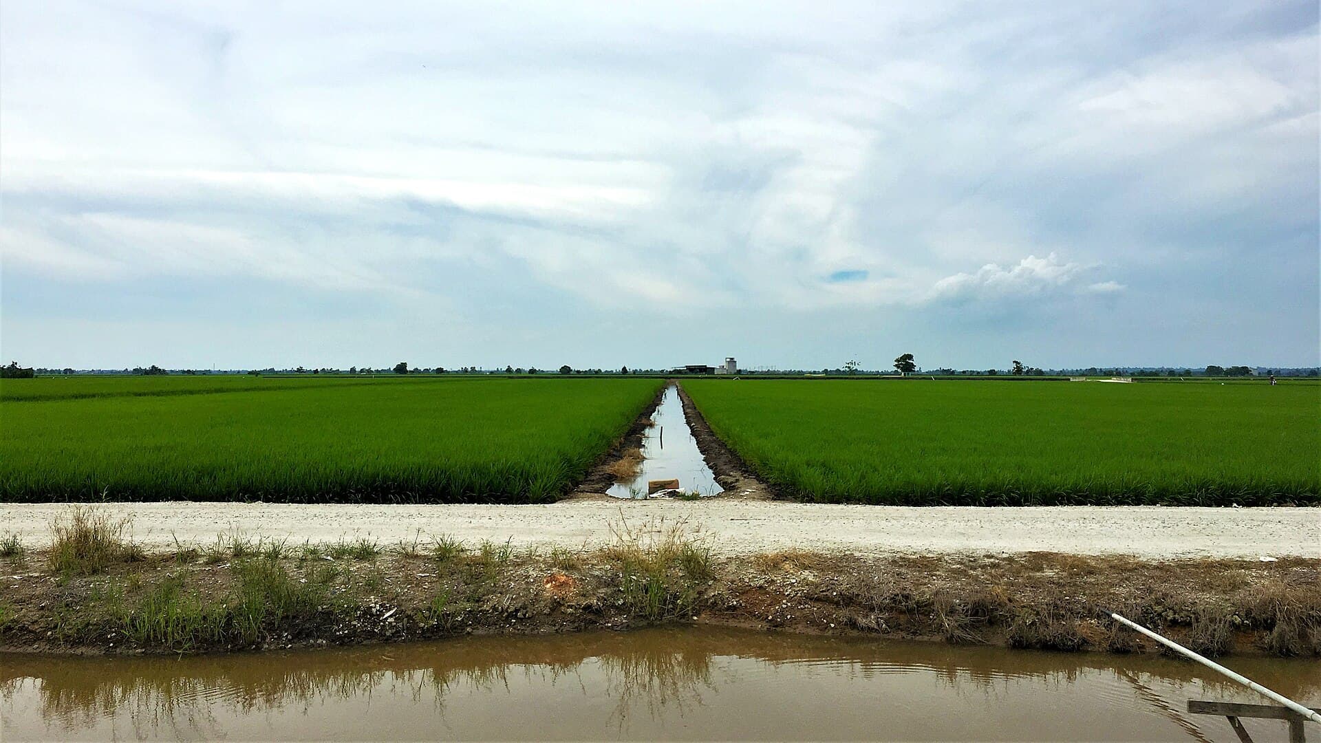 Sekinchan paddy fields