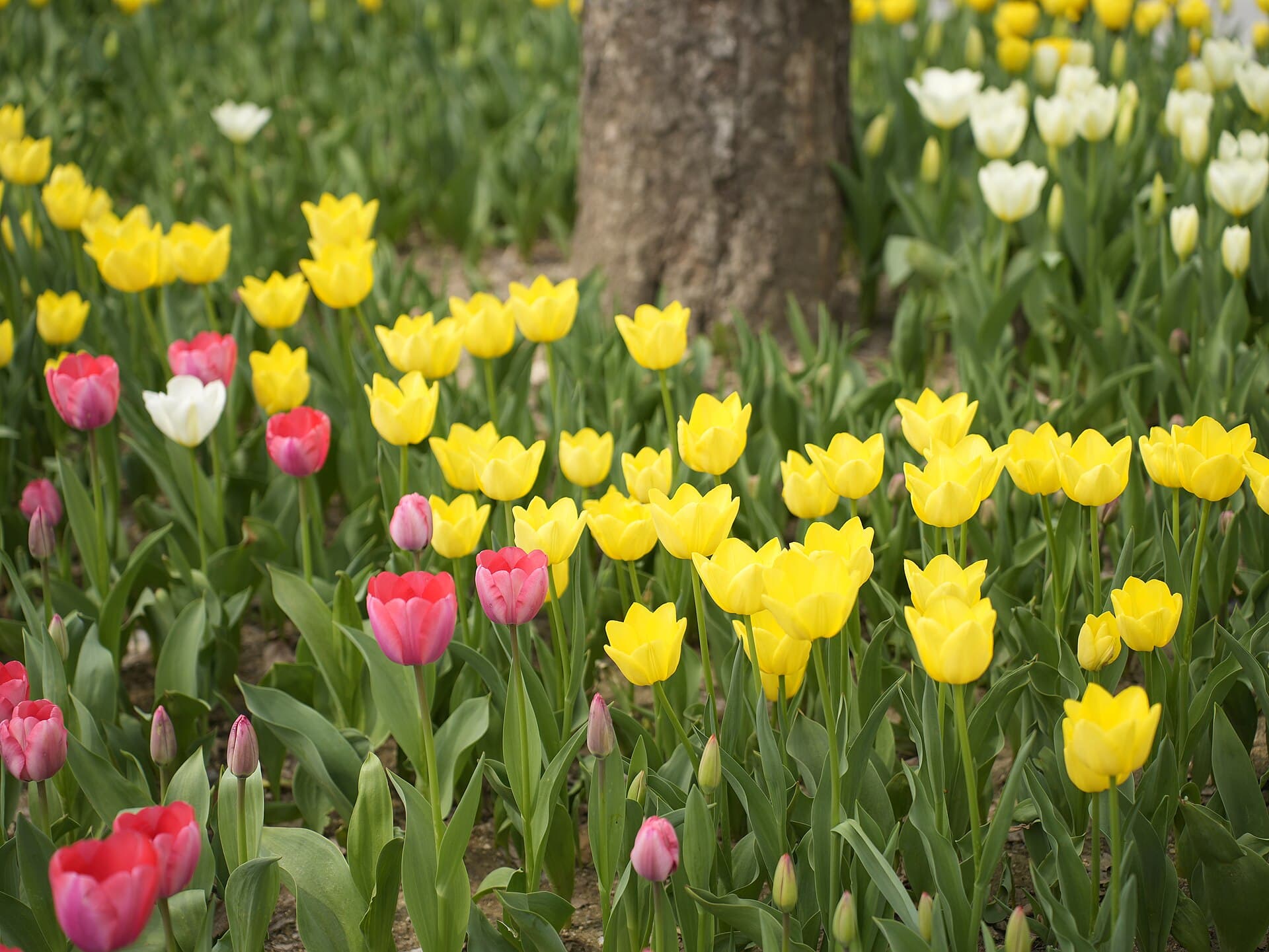 Seoul Forest