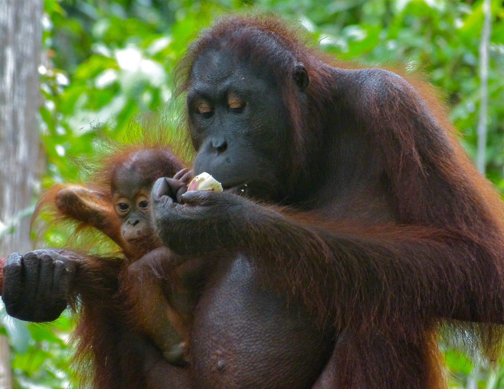 Sepilok Orangutan Rehabilitation Centre