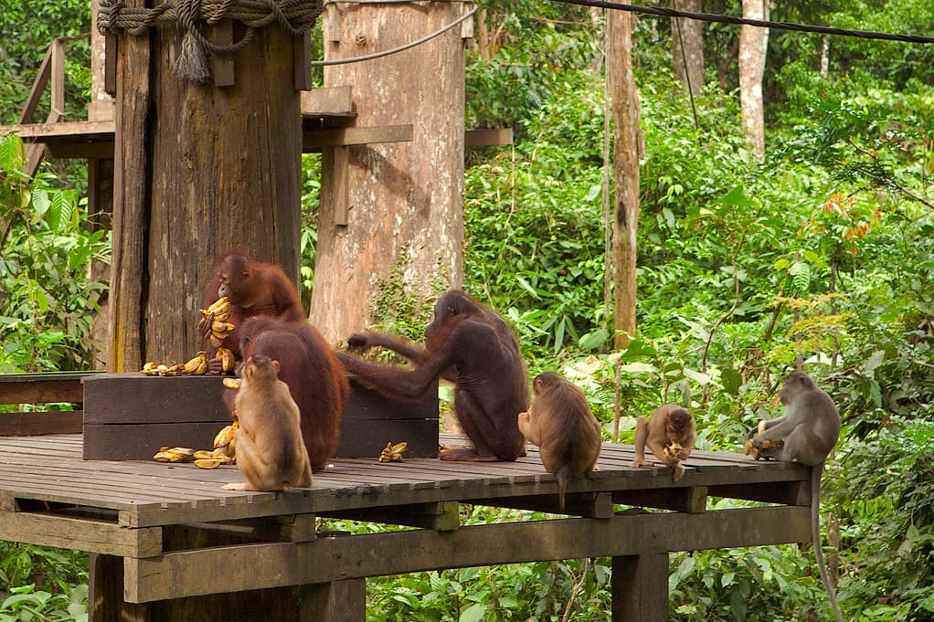 Orangutans at the Sepilok centre