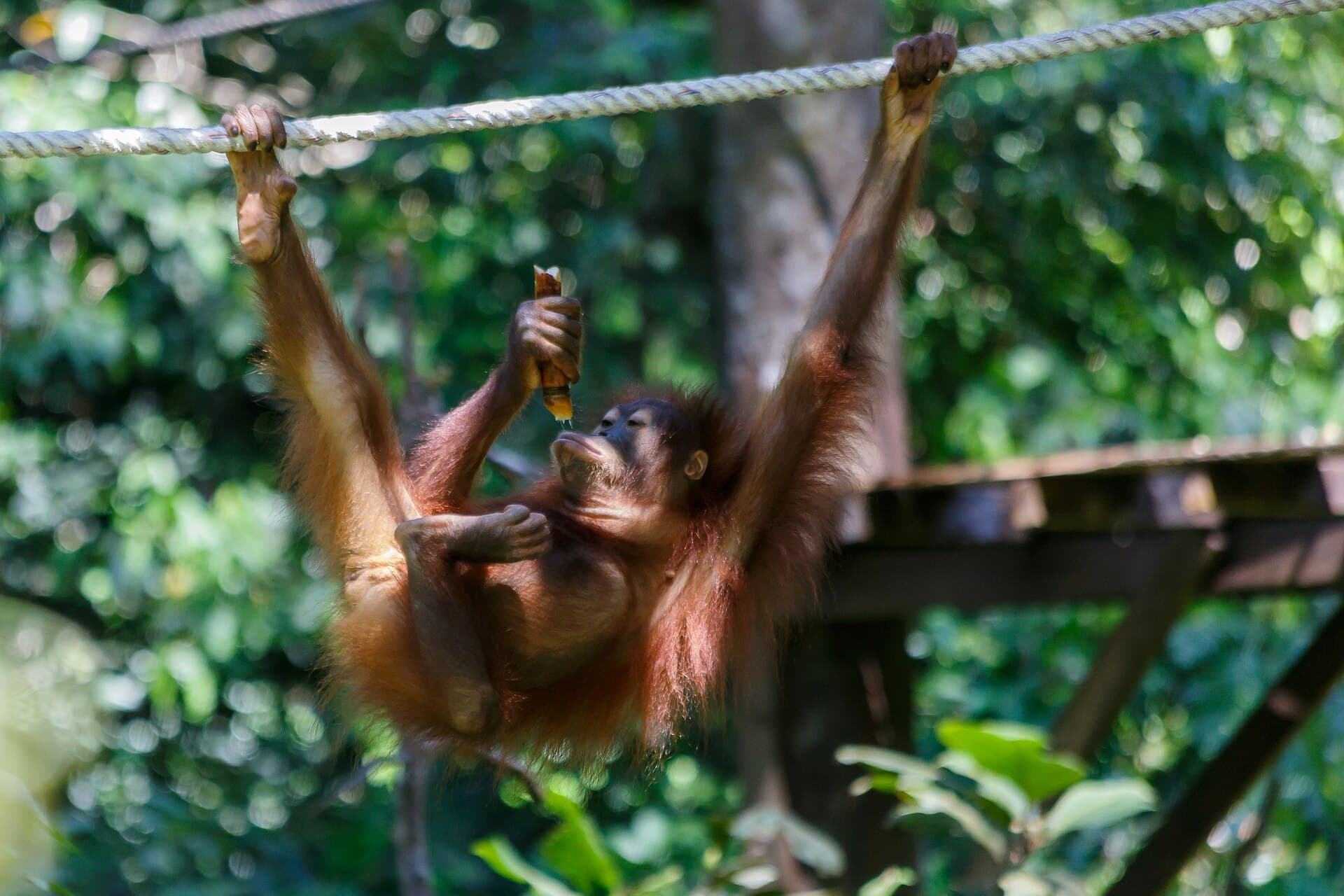 Orangutans at the Sepilok centre