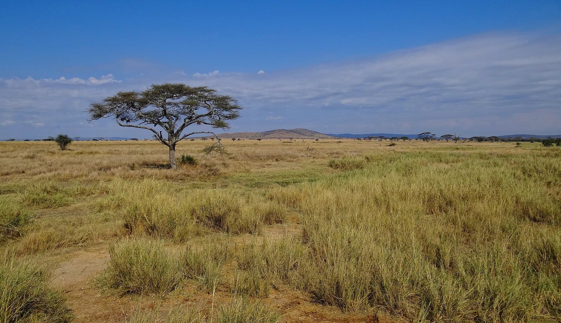 Serengeti National Park, Serengeti