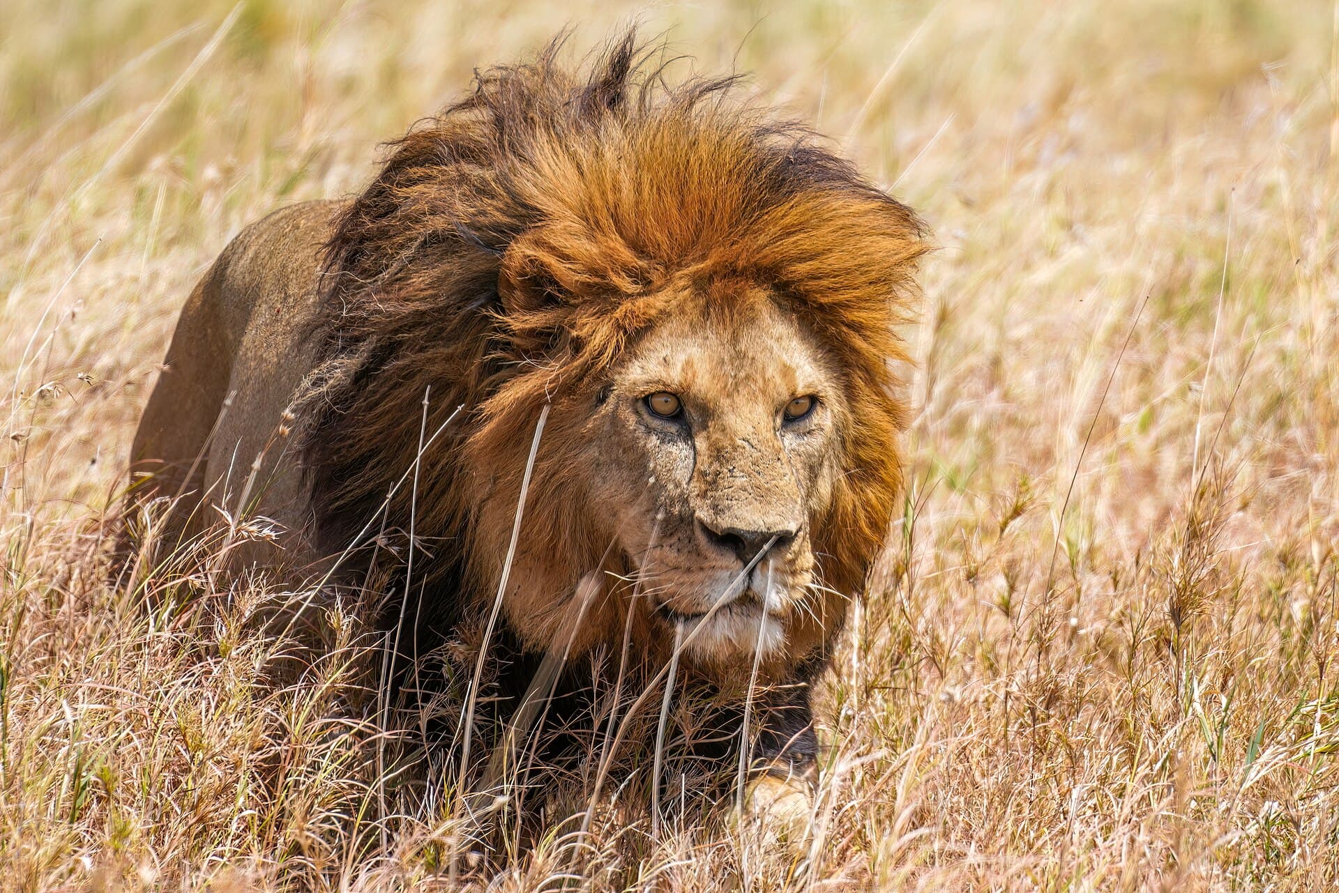 Serengeti National Park, Serengeti