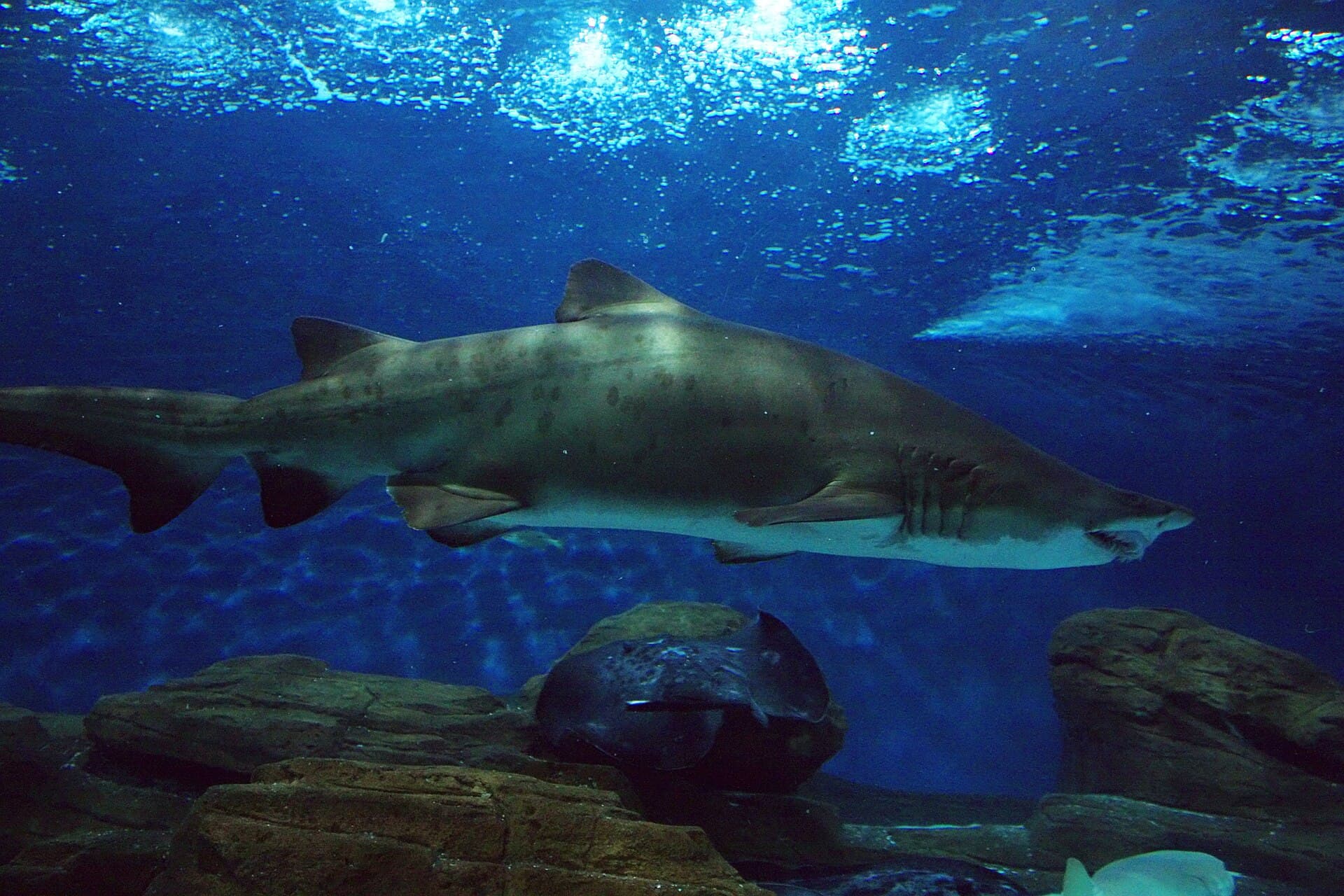 Shanghai Ocean Aquarium