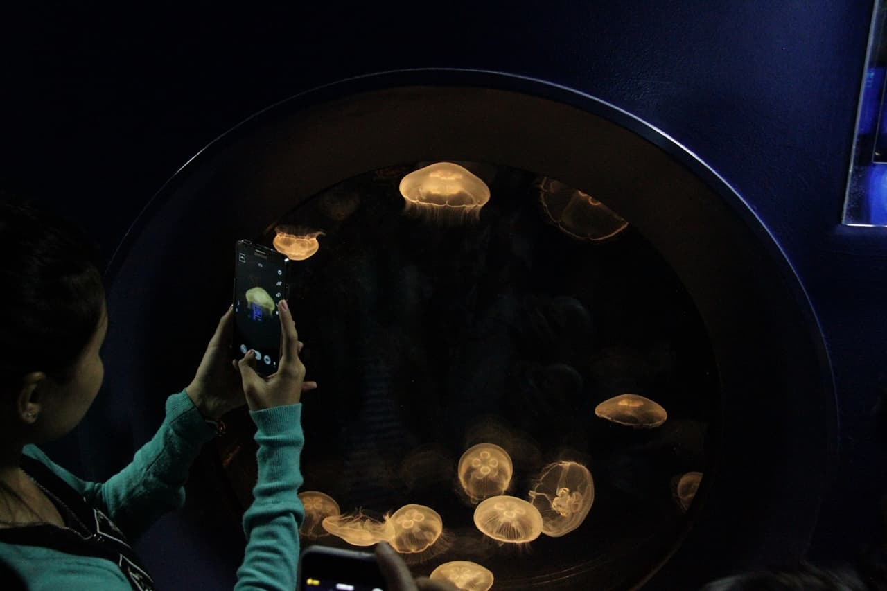 Shanghai Ocean Aquarium