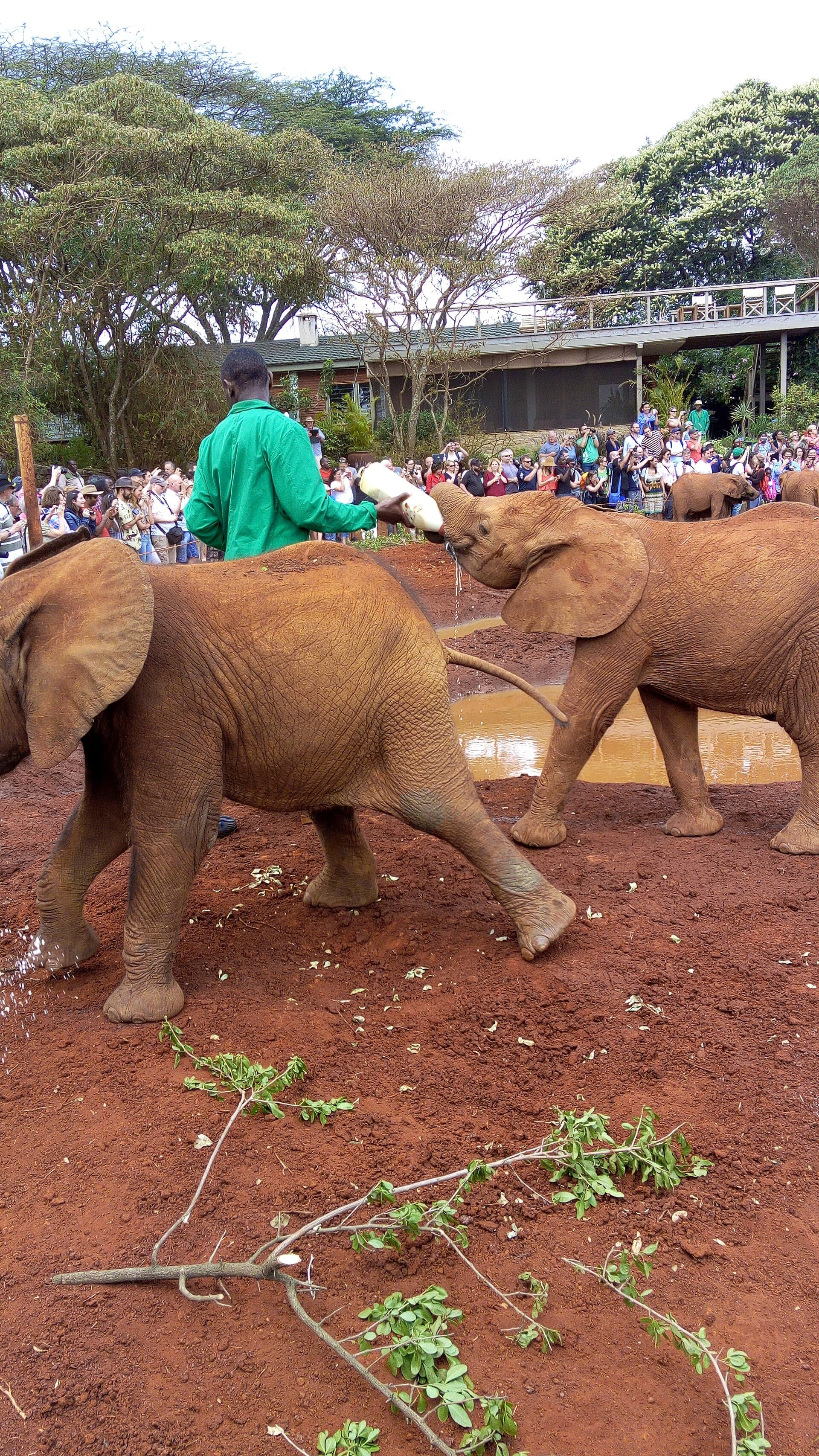 Sheldrick elephant orphanage, Nairobi