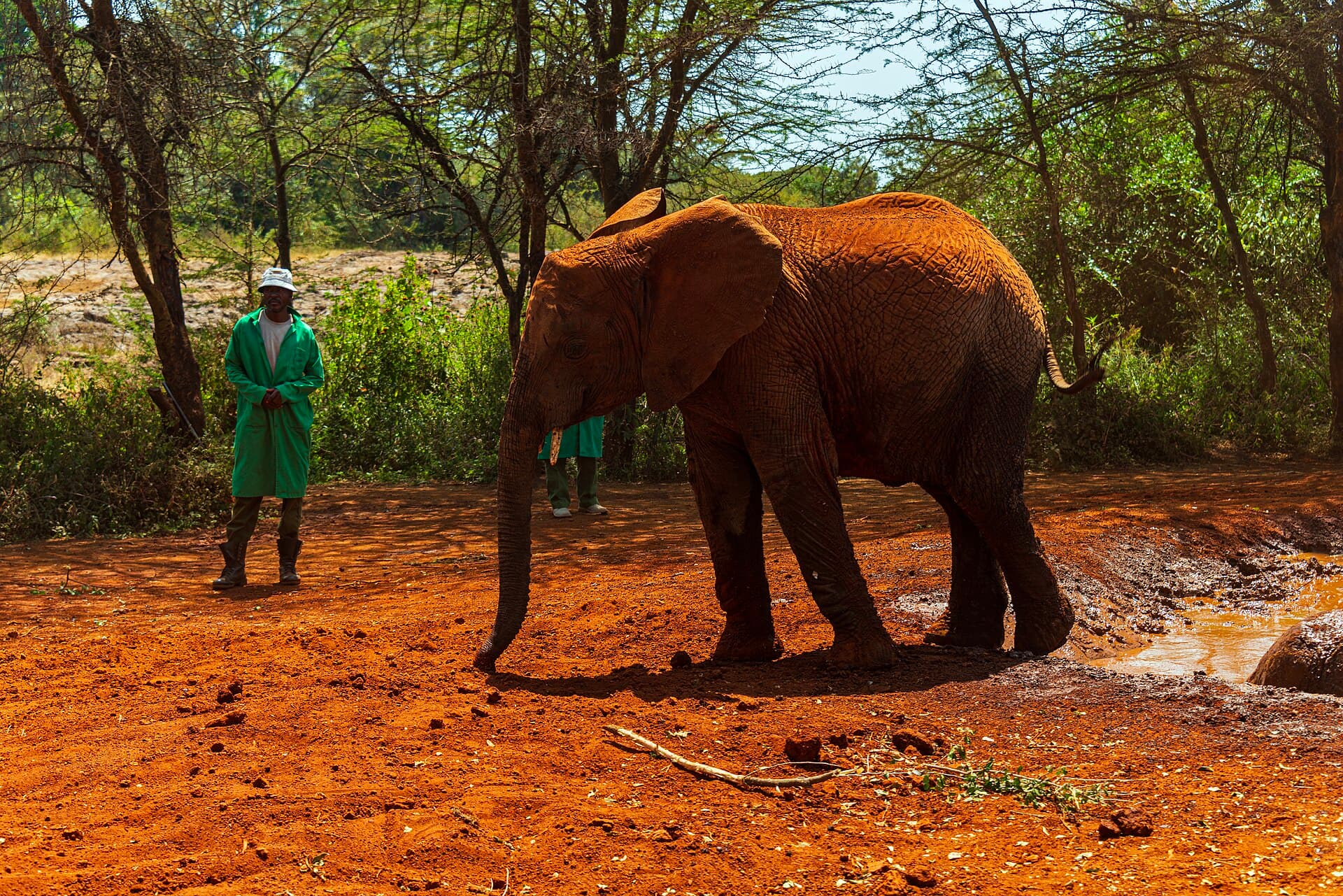 Sheldrick elephant orphanage, Nairobi