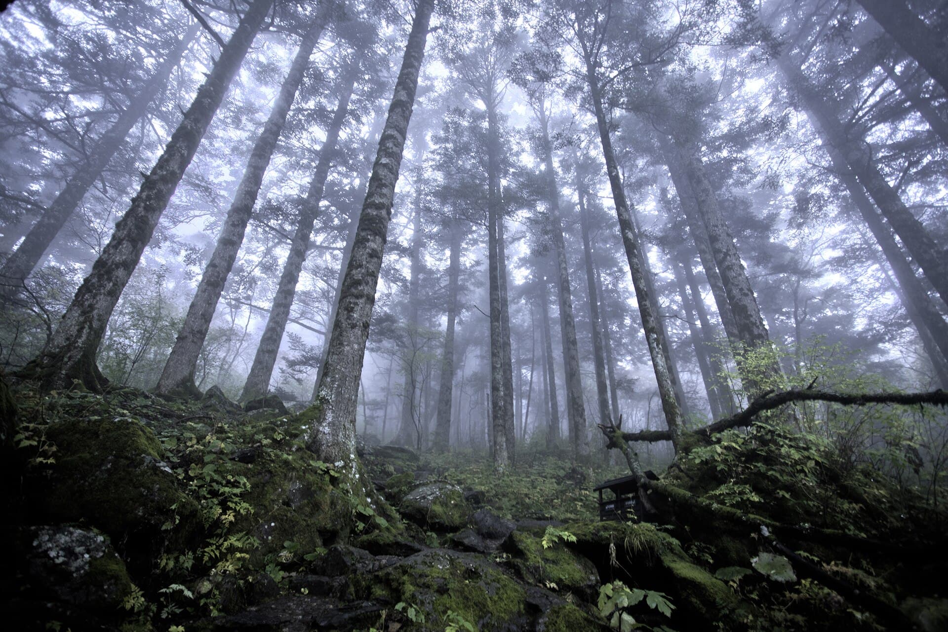 Shennongjia Forests