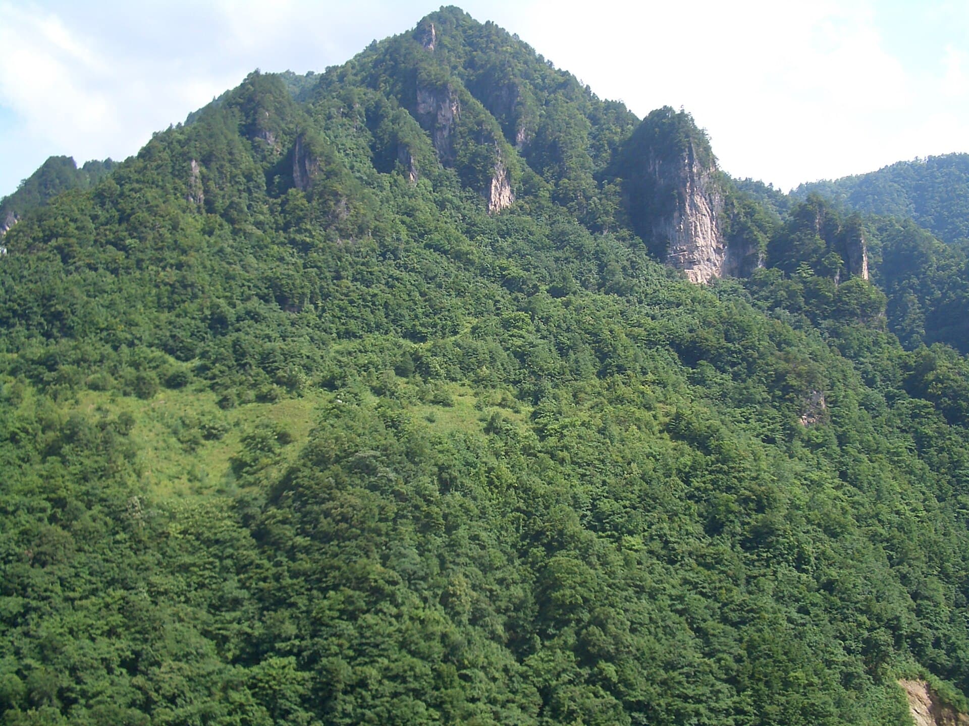 Shennongjia Forests
