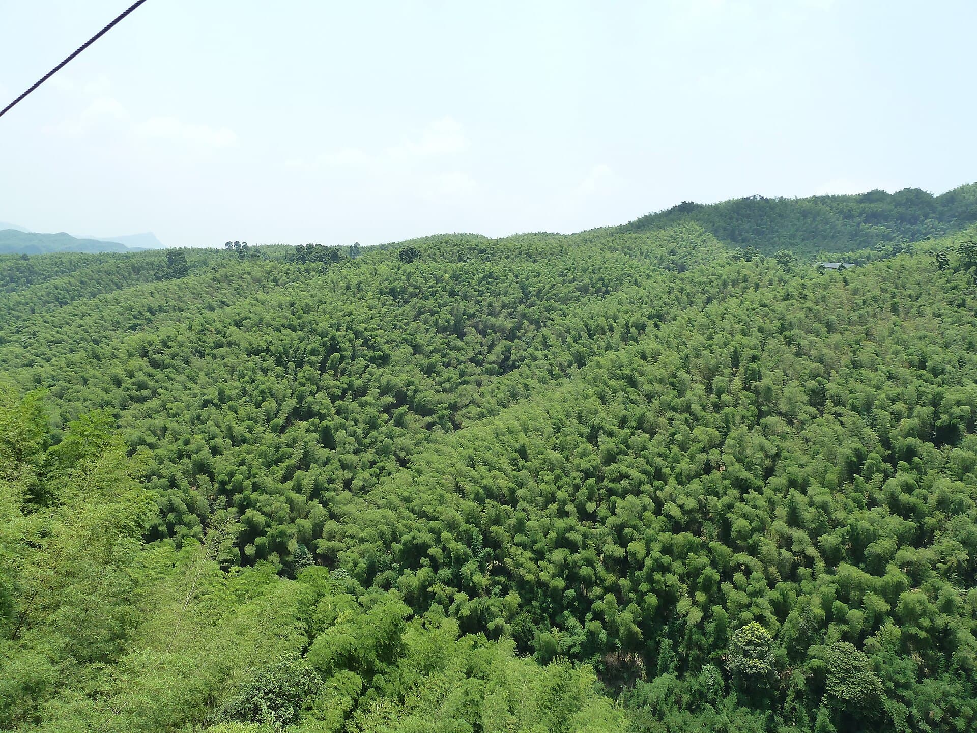 Shunan Bamboo Sea