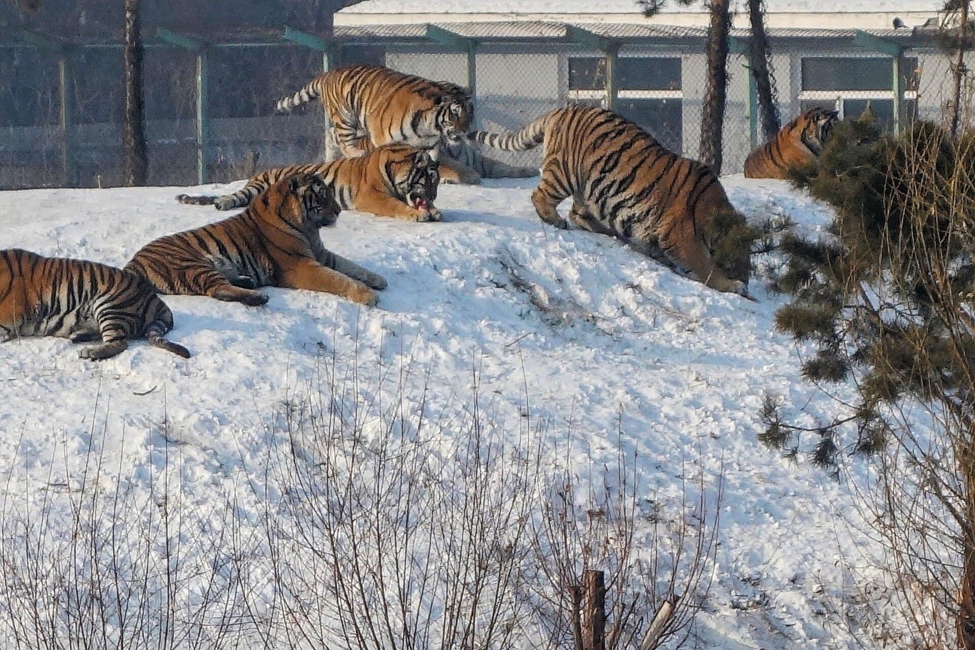 Siberian Tiger Park