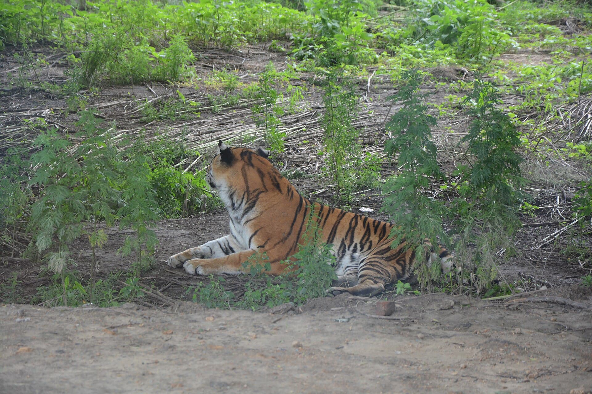 Siberian Tiger Park