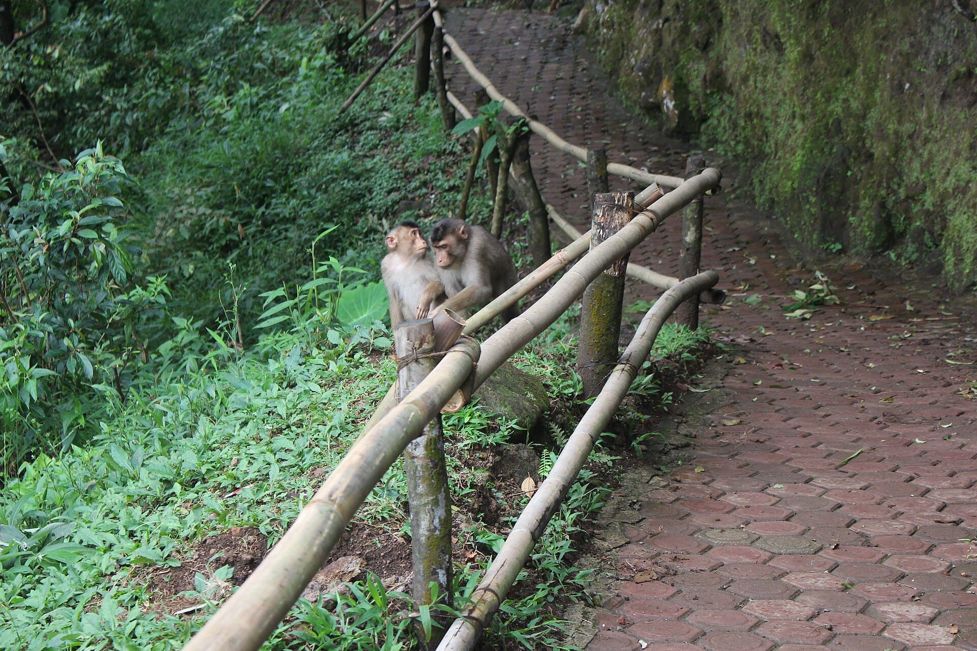 Sikulikap Waterfall, Medan
