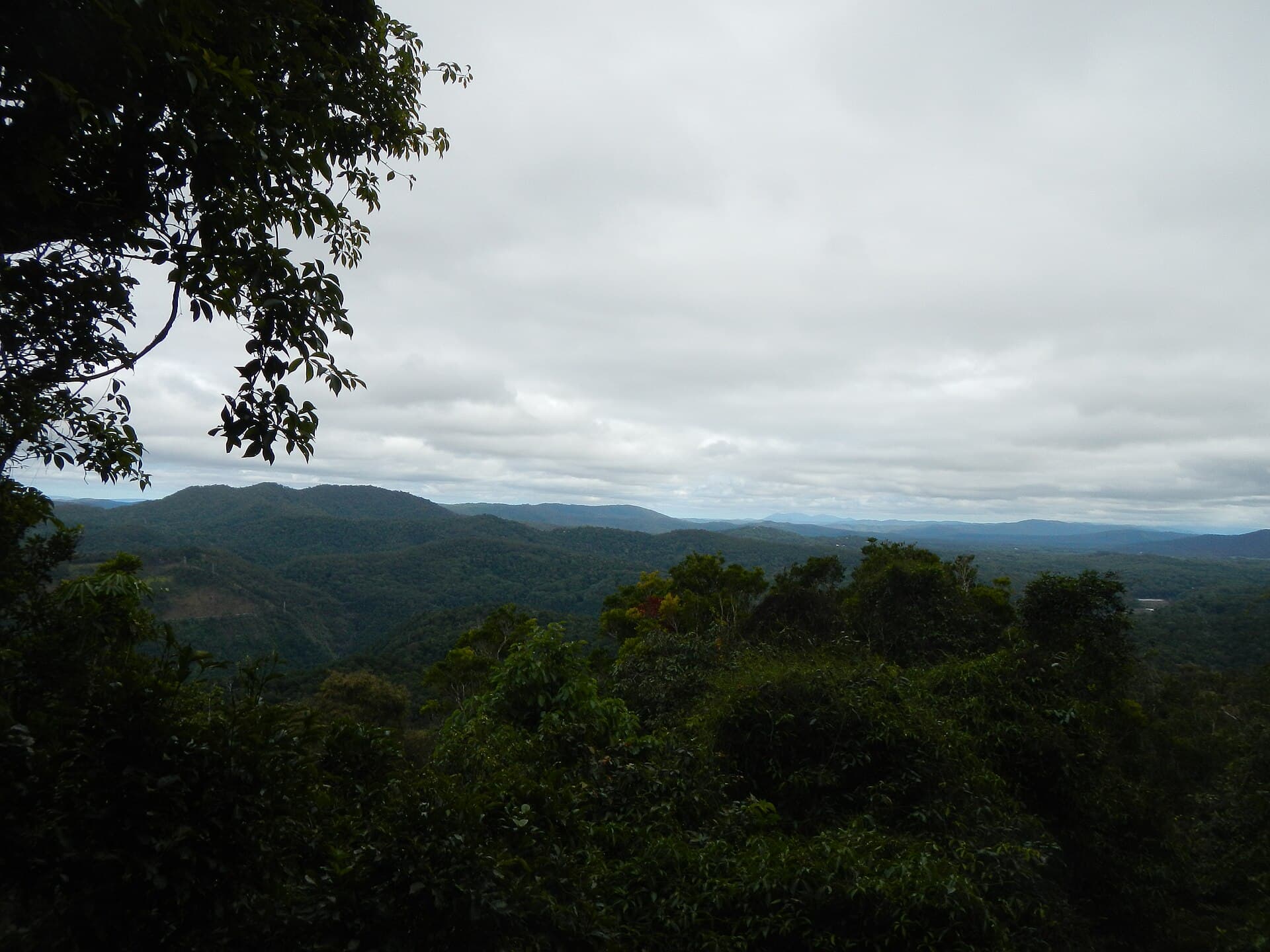 Skyrail Rainforest Cableway