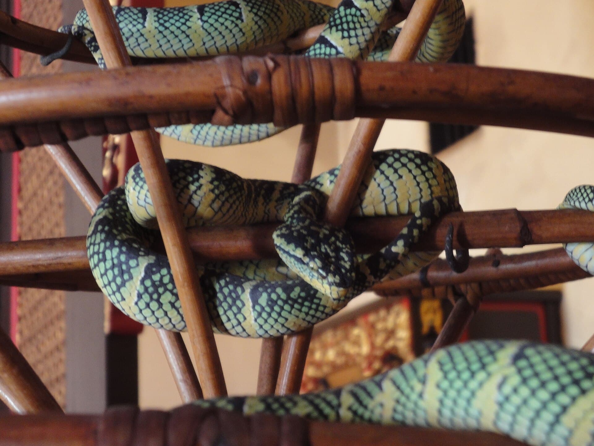 Snake Temple, Penang