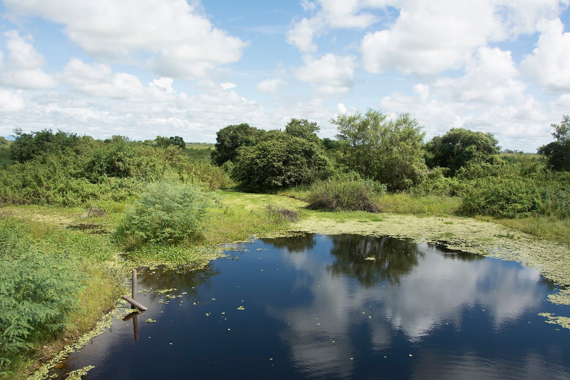 Southern Pantanal and the Estrada Parque, Campo Grande