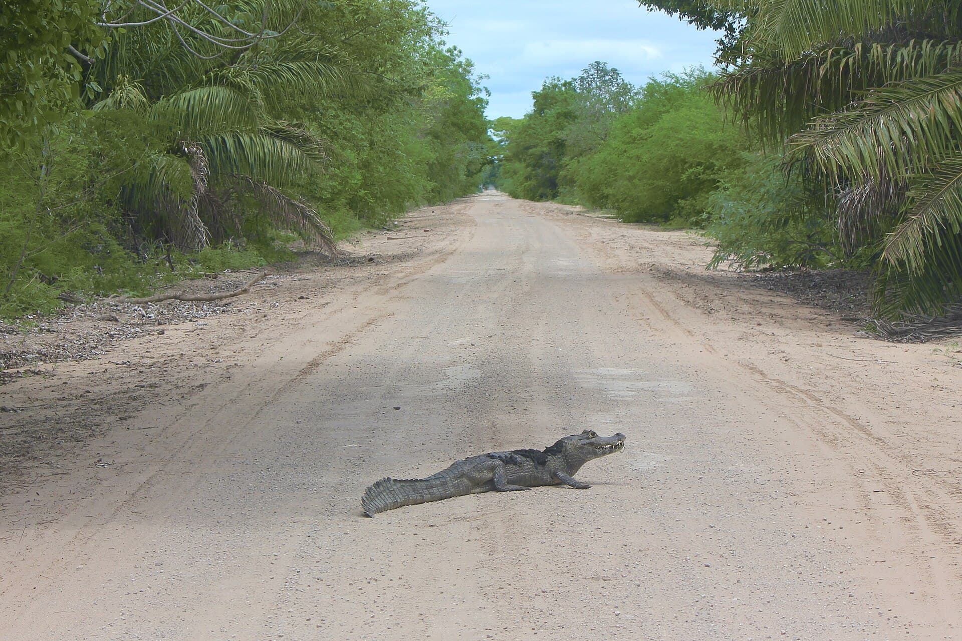 Southern Pantanal and the Estrada Parque, Campo Grande